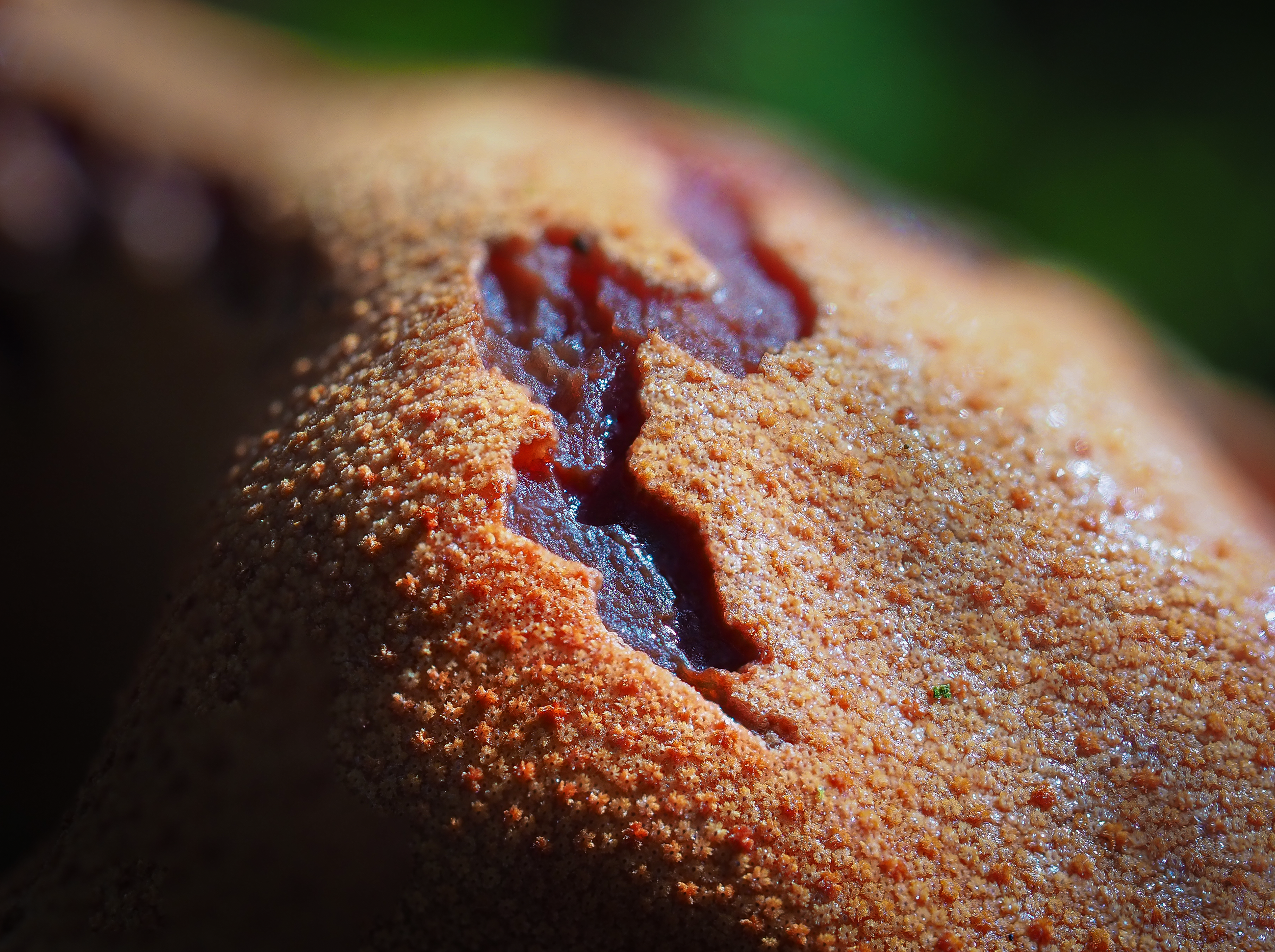 Een zwam die eruit ziet als vlees? Dit is de Biefstukzwam