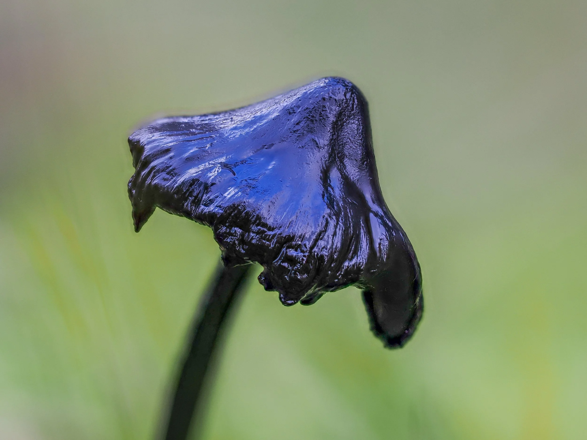 rzandvliet_zwartwasplaatD3E8B19F-5928-4D6A-AF5C-405BB015301A 2.JPEG