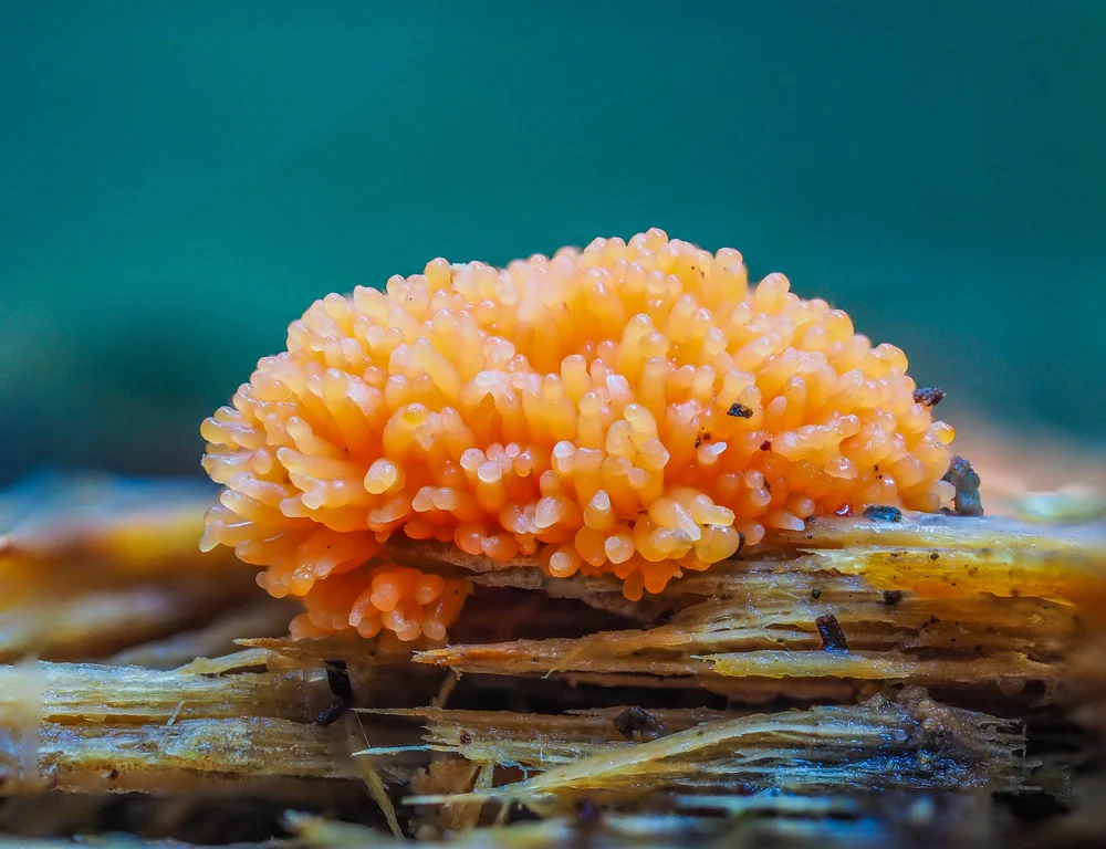 3. Rossig Buiskussen