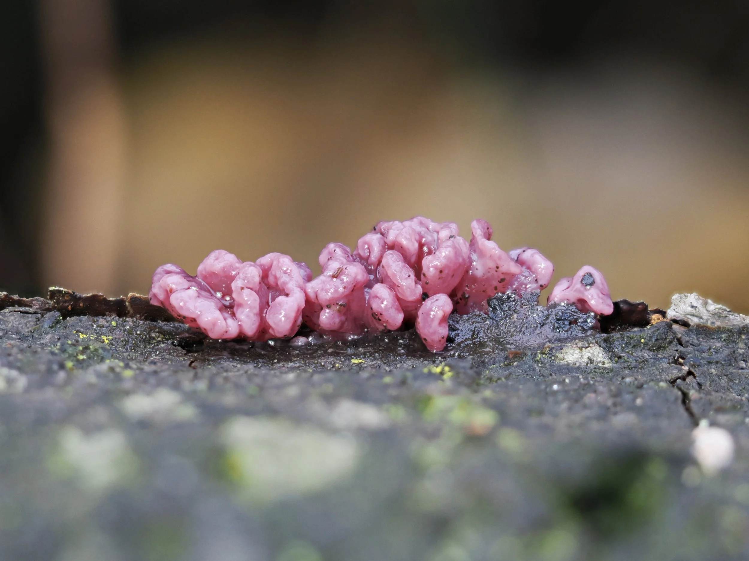 Paarse klontjes op een boomstronk? Dit is de Paarse Knopzwam.
