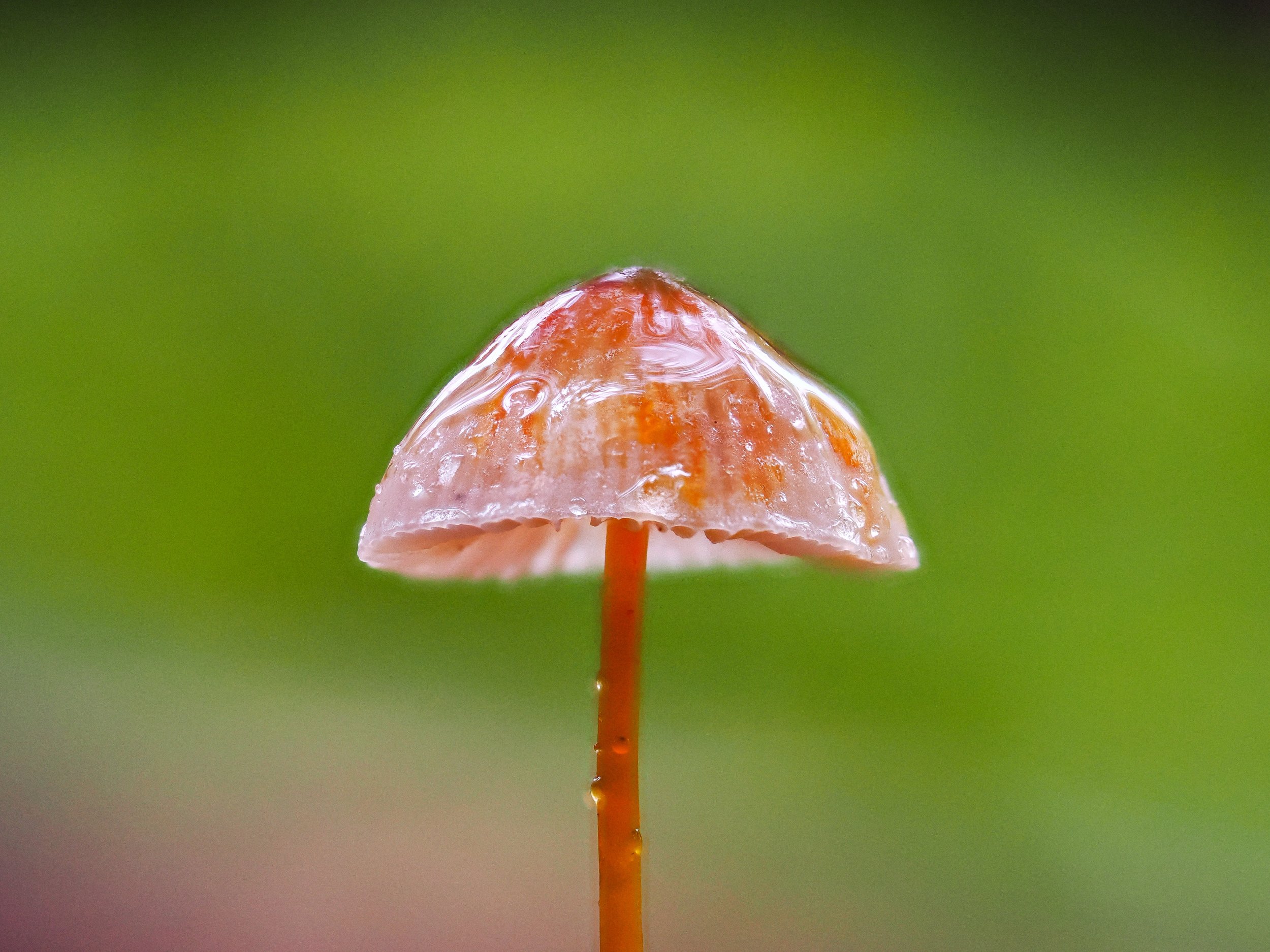 rzandvliet_mycena12677FED-F493-4A1B-8E9A-F699FA887C25.JPEG