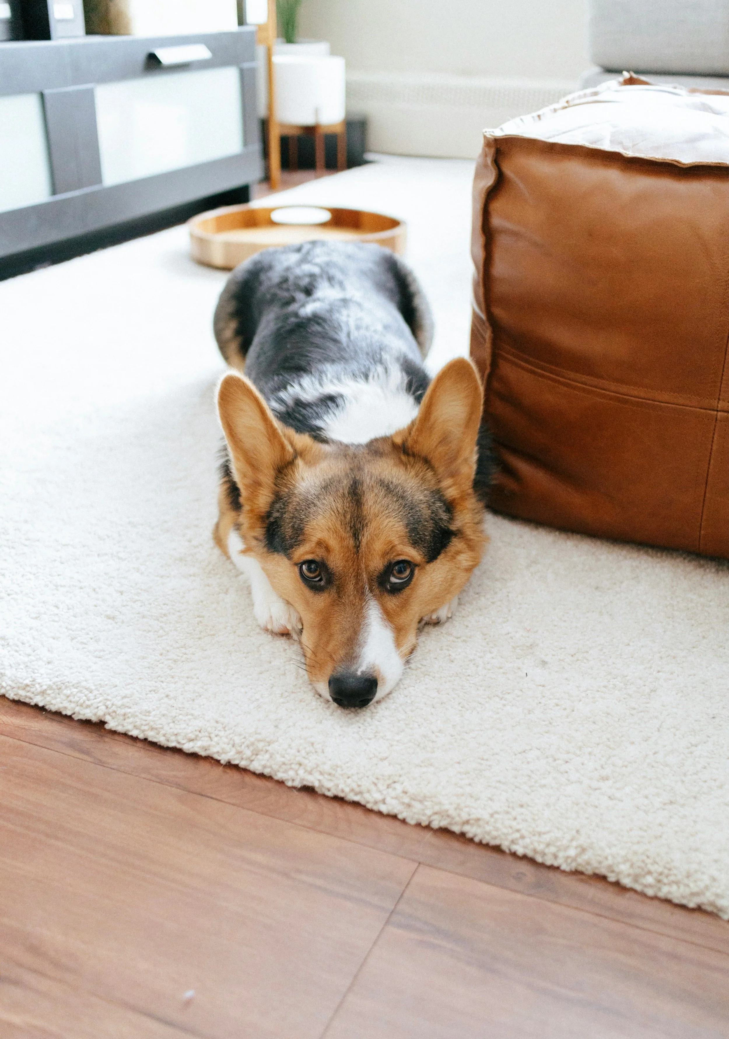brandon-cormier-j3ji9_5Ji5k-unsplash.jpg