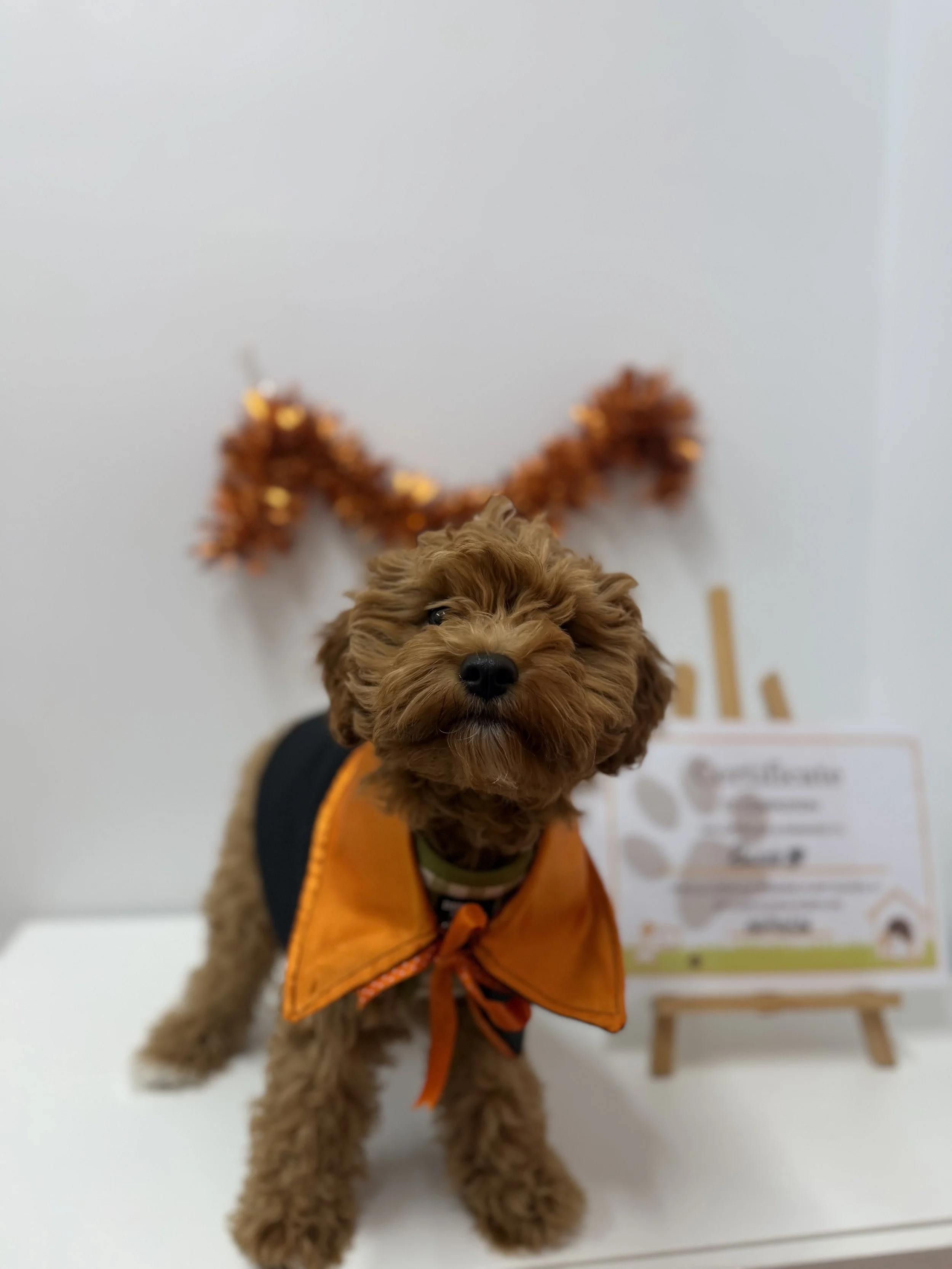 Puppy School Near Me