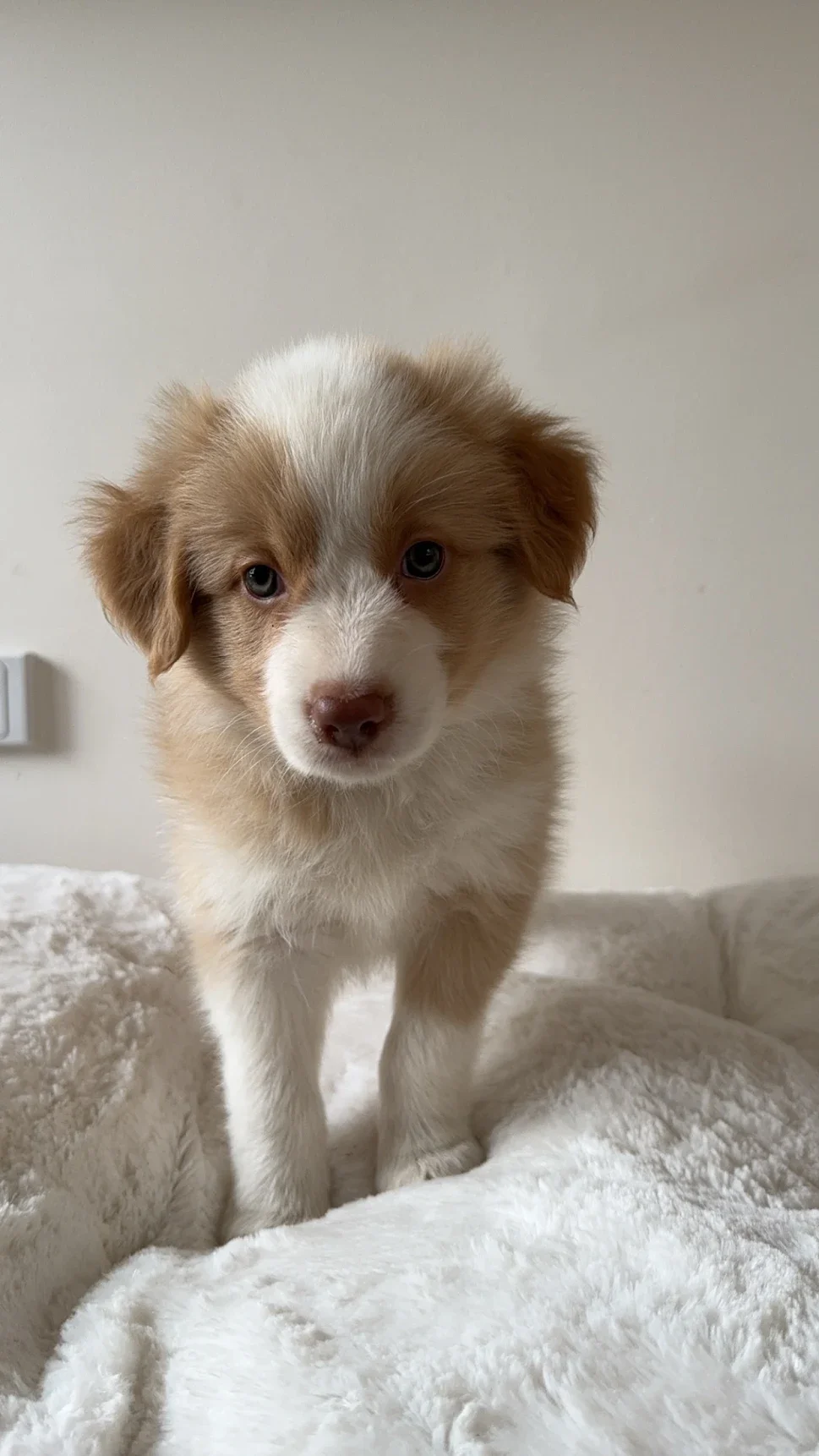 A cute puppy with a white and brown coat standing on a soft, white blanket with a plain beige wall in the background.