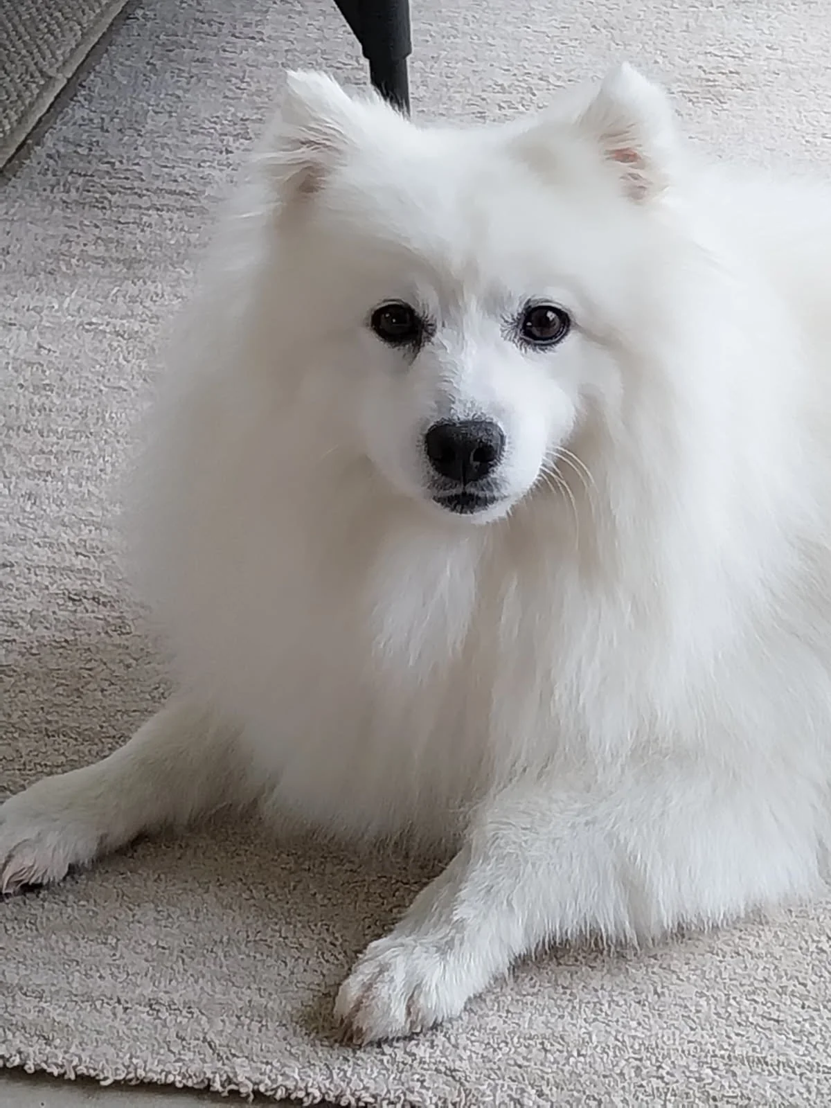 A fluffy white dog with dark eyes sitting on a beige rug.