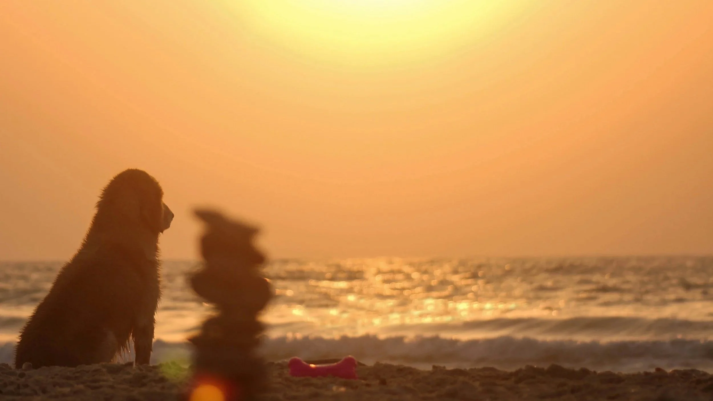 A dog sitting on the beach watching out over the water while the sun sets at the end of a hot day.