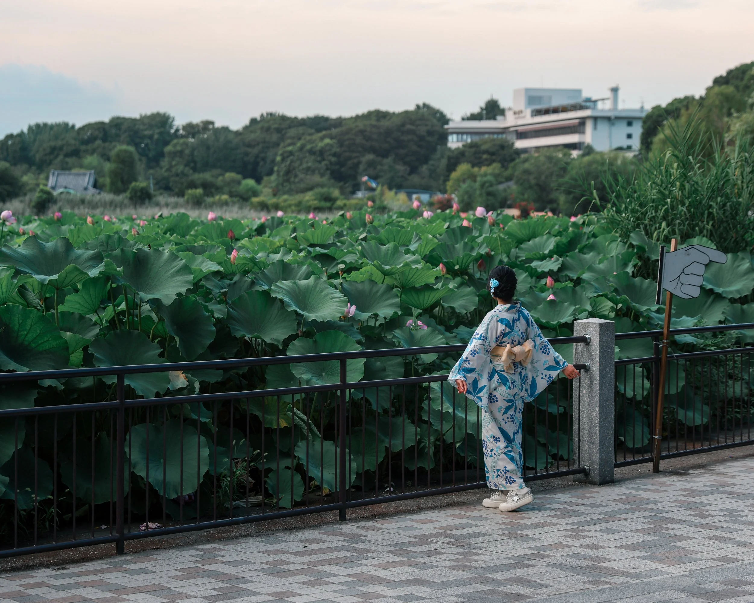 Japan Lilys - Evergreen Fade.jpg