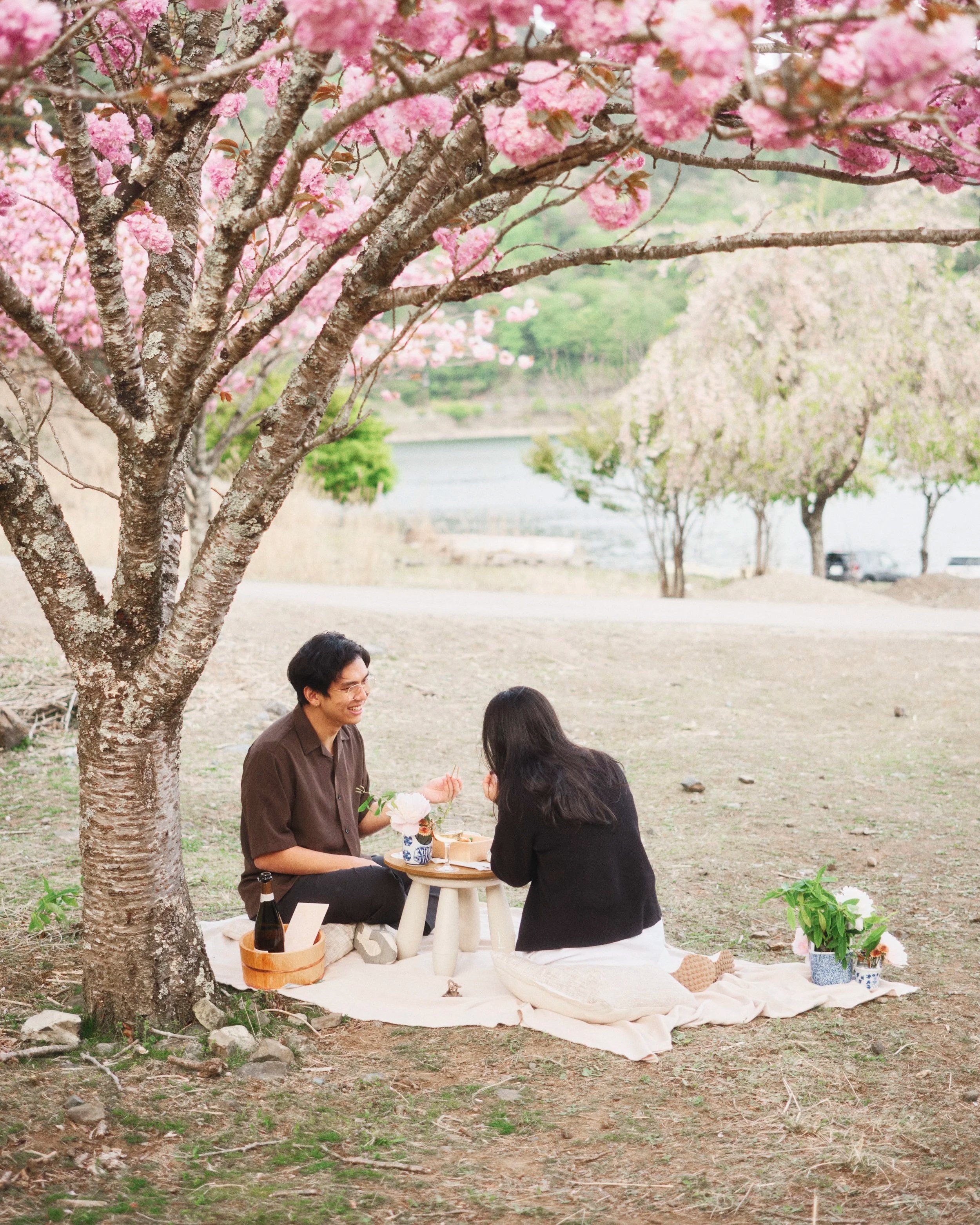 A couple having a picnic under blooming pink cherry blossom trees near a body of water.