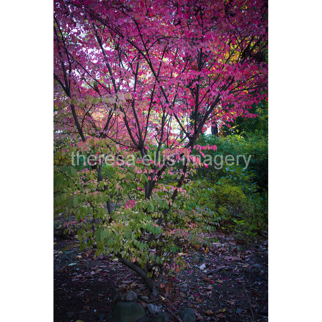 image_original_5c8a65ded2a0bd5ee7c2169a49639388.png