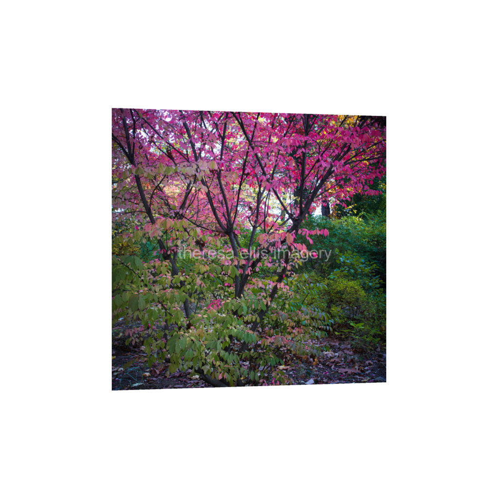 ptq_1_0_0_1120_4480_4480_0_false_ffffff_0_0_5c8a65ded2a0bd5ee7c2169a49639388.png