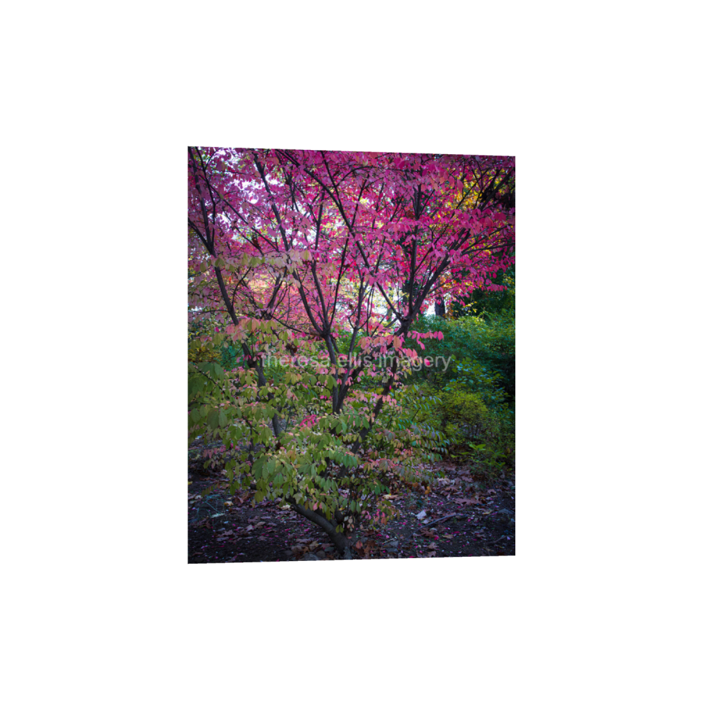 ptq_1_6_0_560_4480_5600_0_false_ffffff_0_0_5c8a65ded2a0bd5ee7c2169a49639388.png