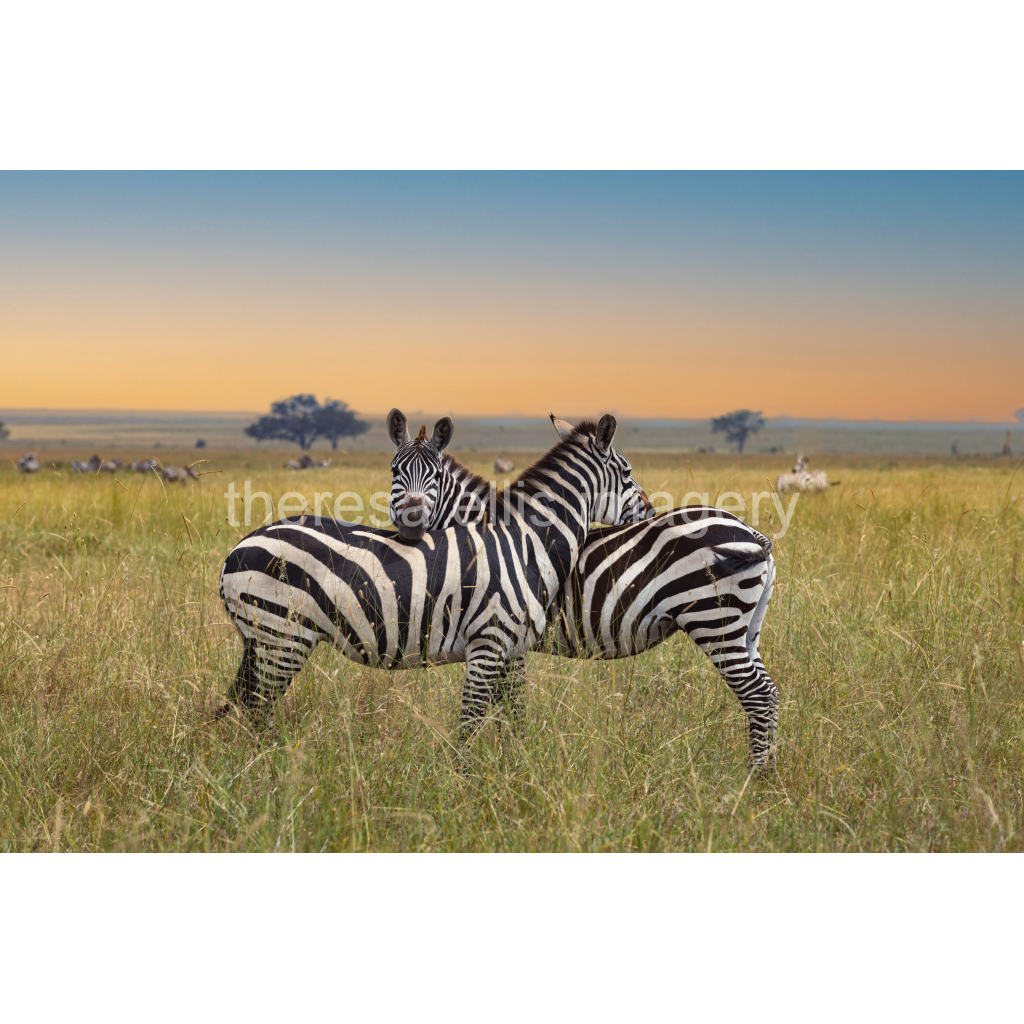 image_original_5c8a65ded2a0bd5ee7c2169a49639388.png