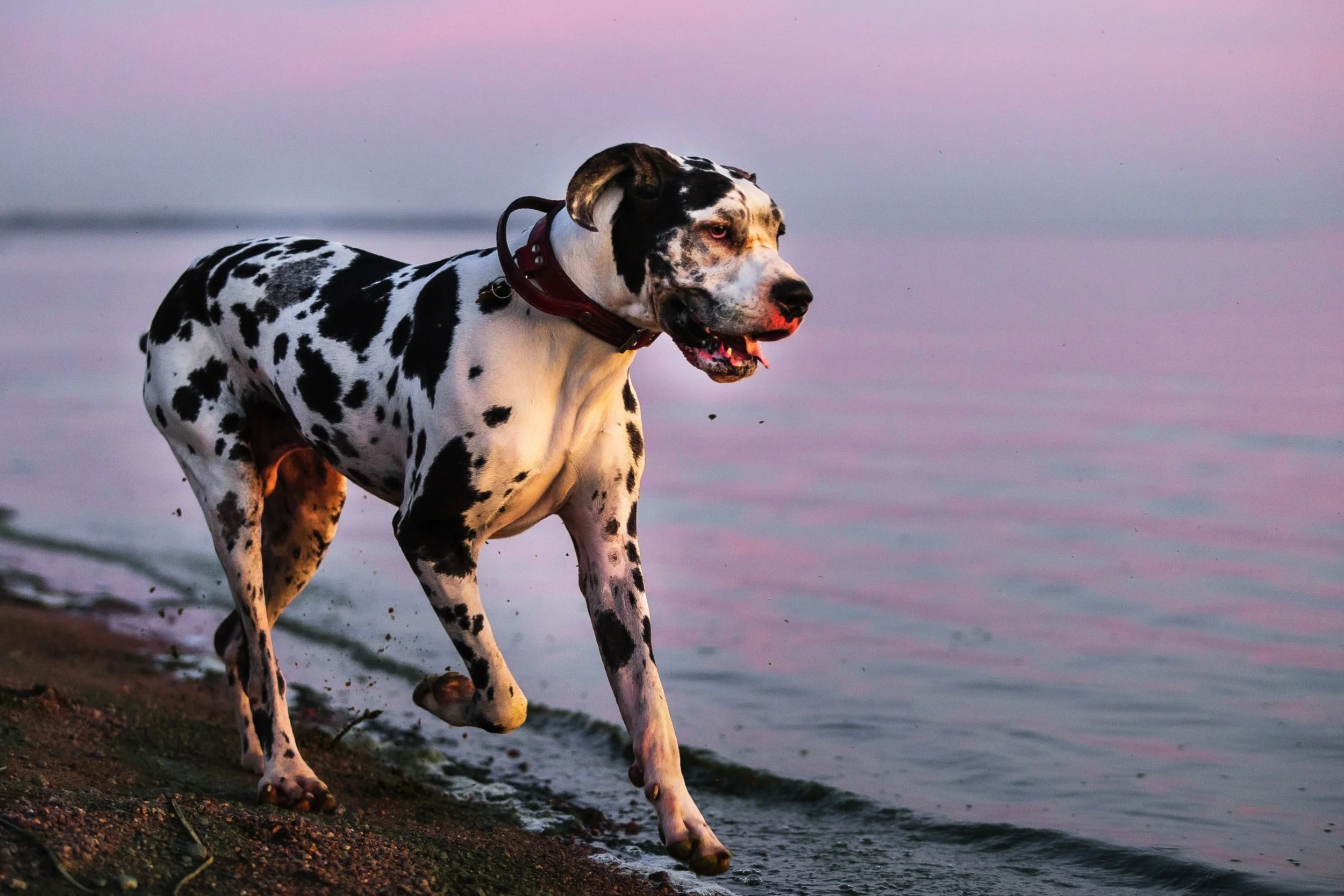 Big Dogs, Big Needs: A Guide for Large Breed Parents