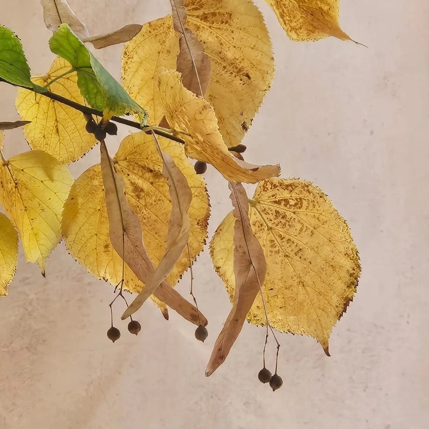 Esta es la mano que no cierra el c&iacute;rculo. La mano olvidada. La historia de un hombre que olvida la izquierda. Y tropieza con. El sill&oacute;n, la mampara del ba&ntilde;o, la puerta. 

Esta es la historia del agua. El atrevido color del agua. 