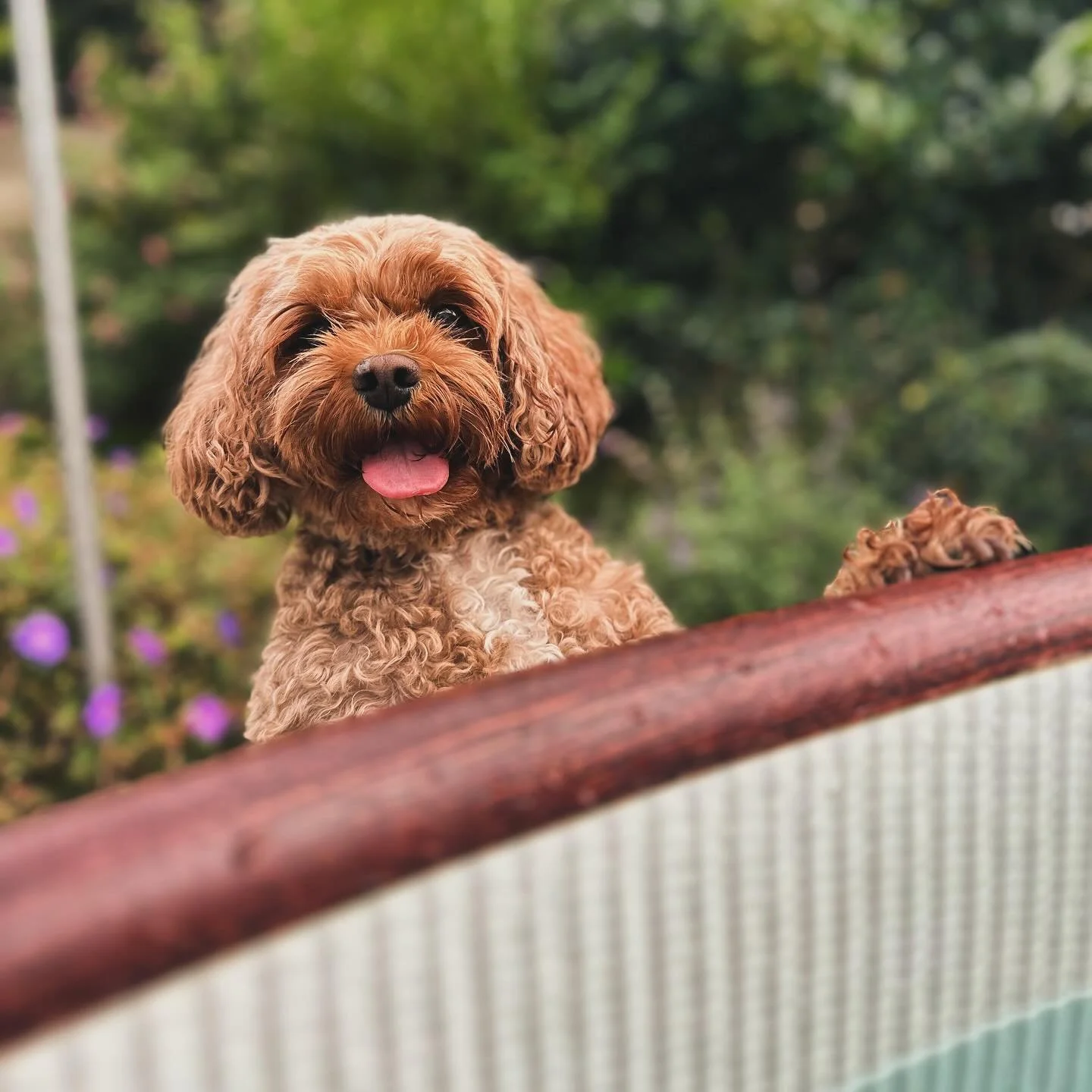 Happy Bank Holiday Monday! 🐶 
#devon #ukholidaycottages #lastminuteholiday #salcombe
