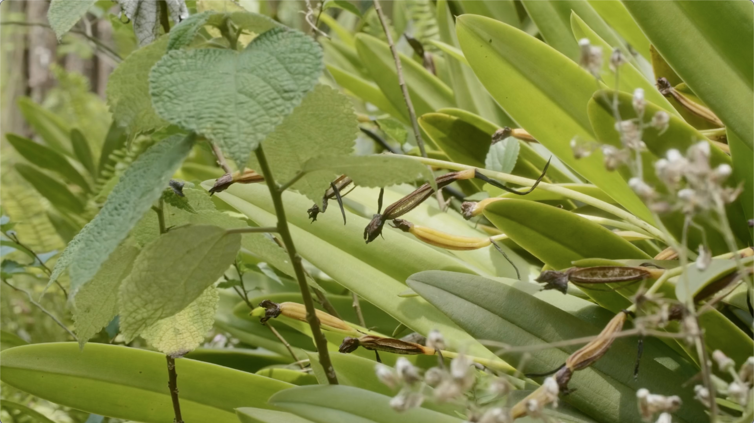 (환영합니다)난초의 행성입니다_스틸2.png