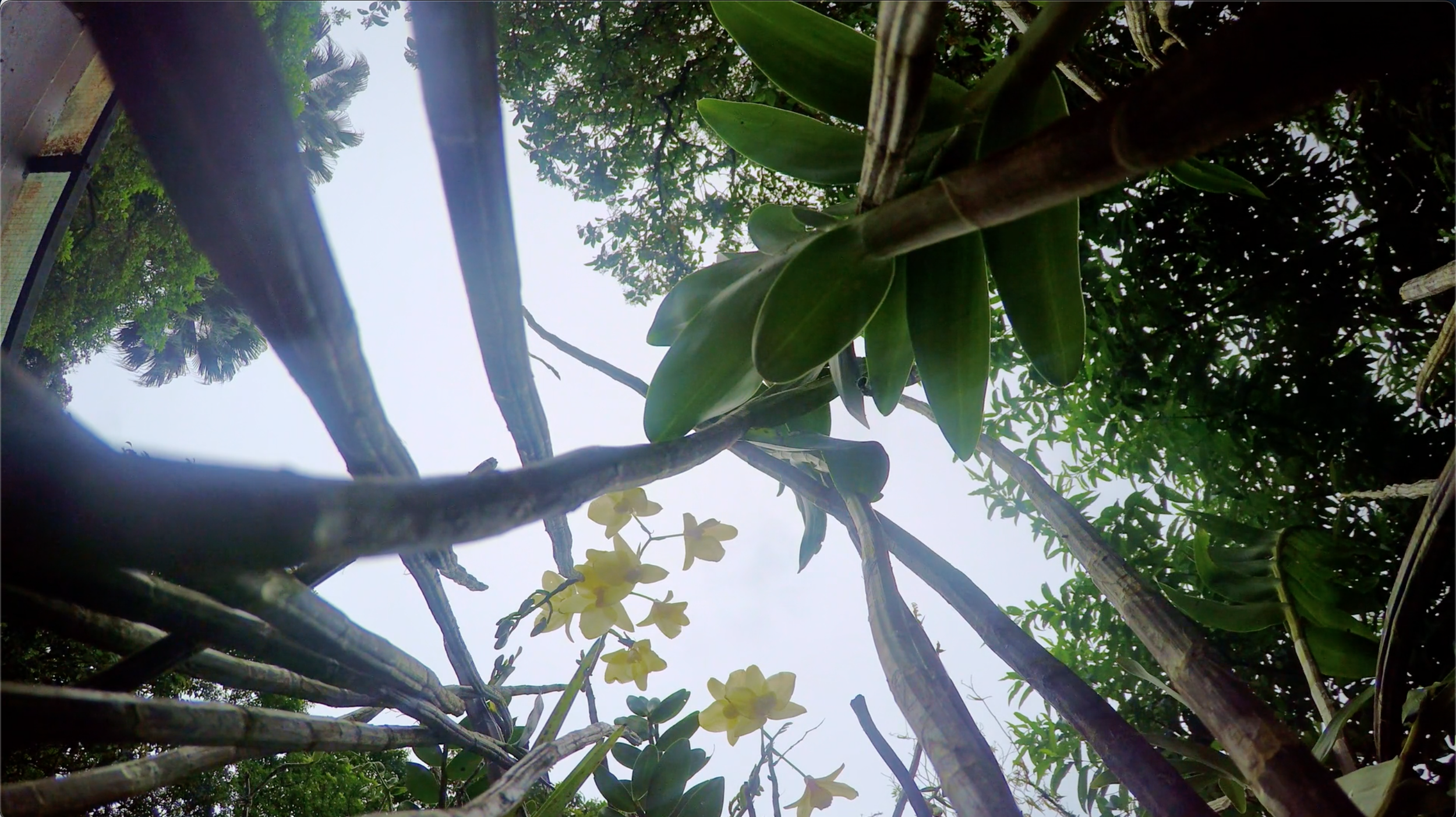 (환영합니다)난초의 행성입니다_스틸4.png