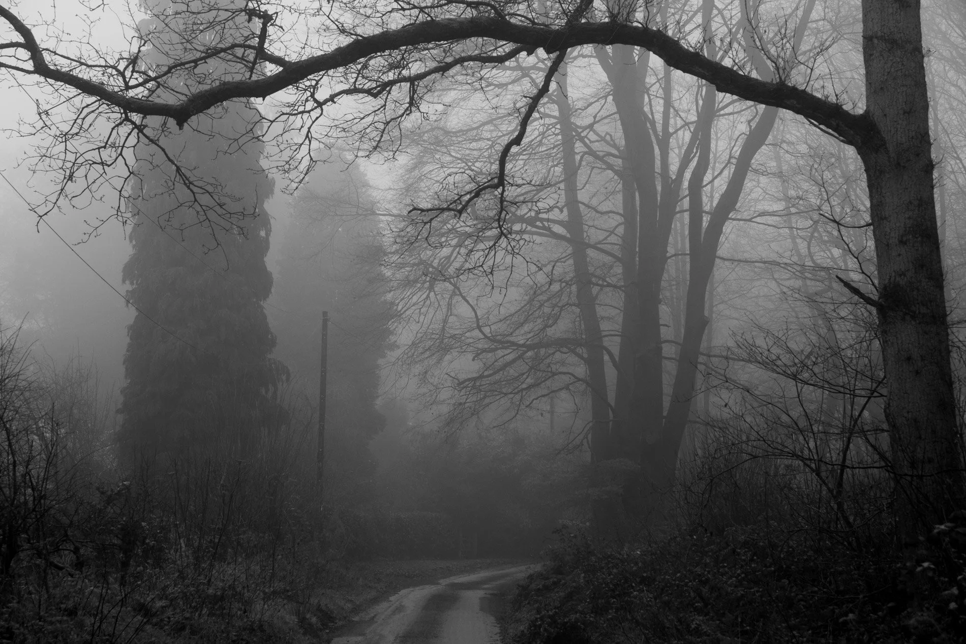 Foggy forest scene with bare trees and a winding path