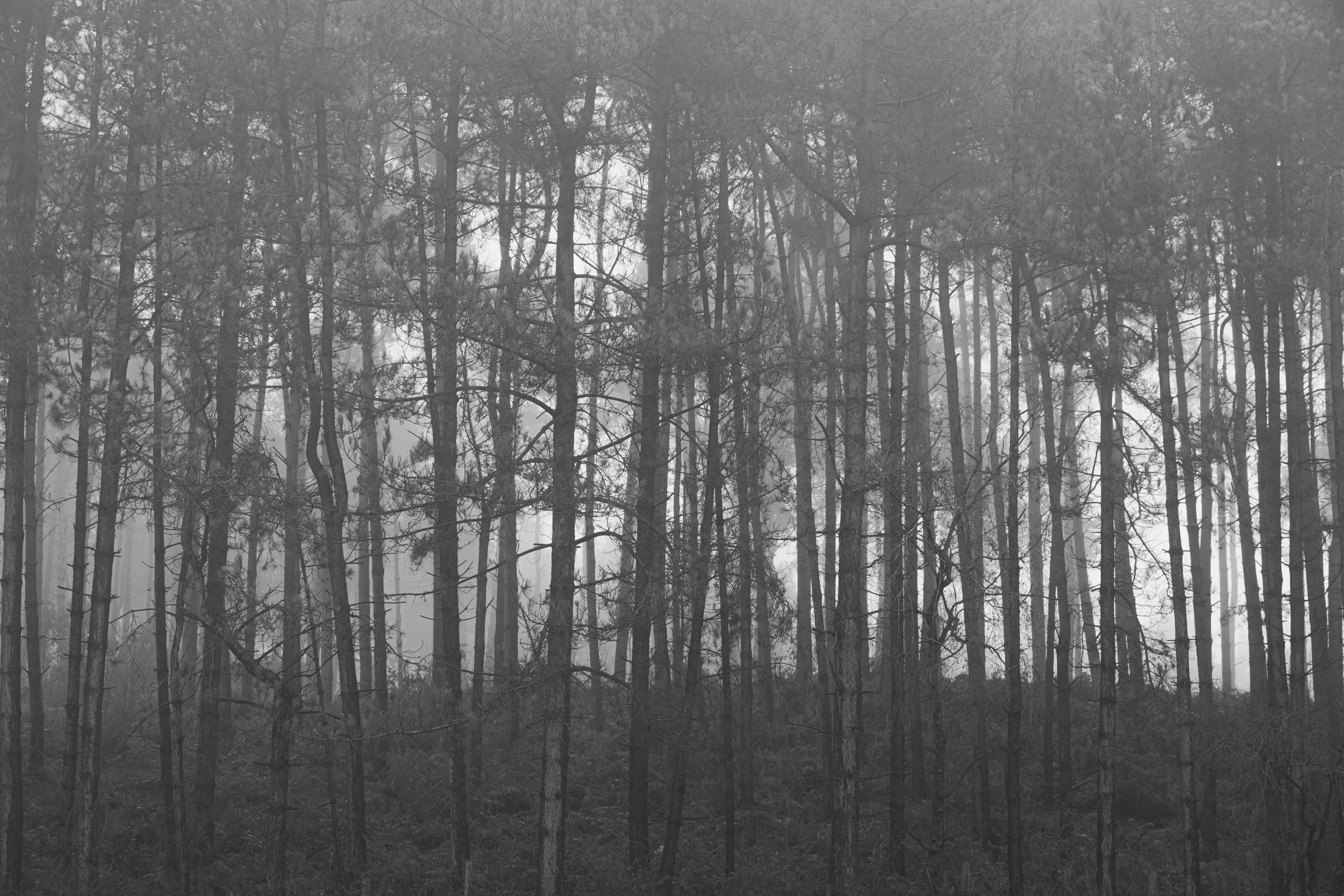 Black and white photograph of a dense forest with tall trees and fog.