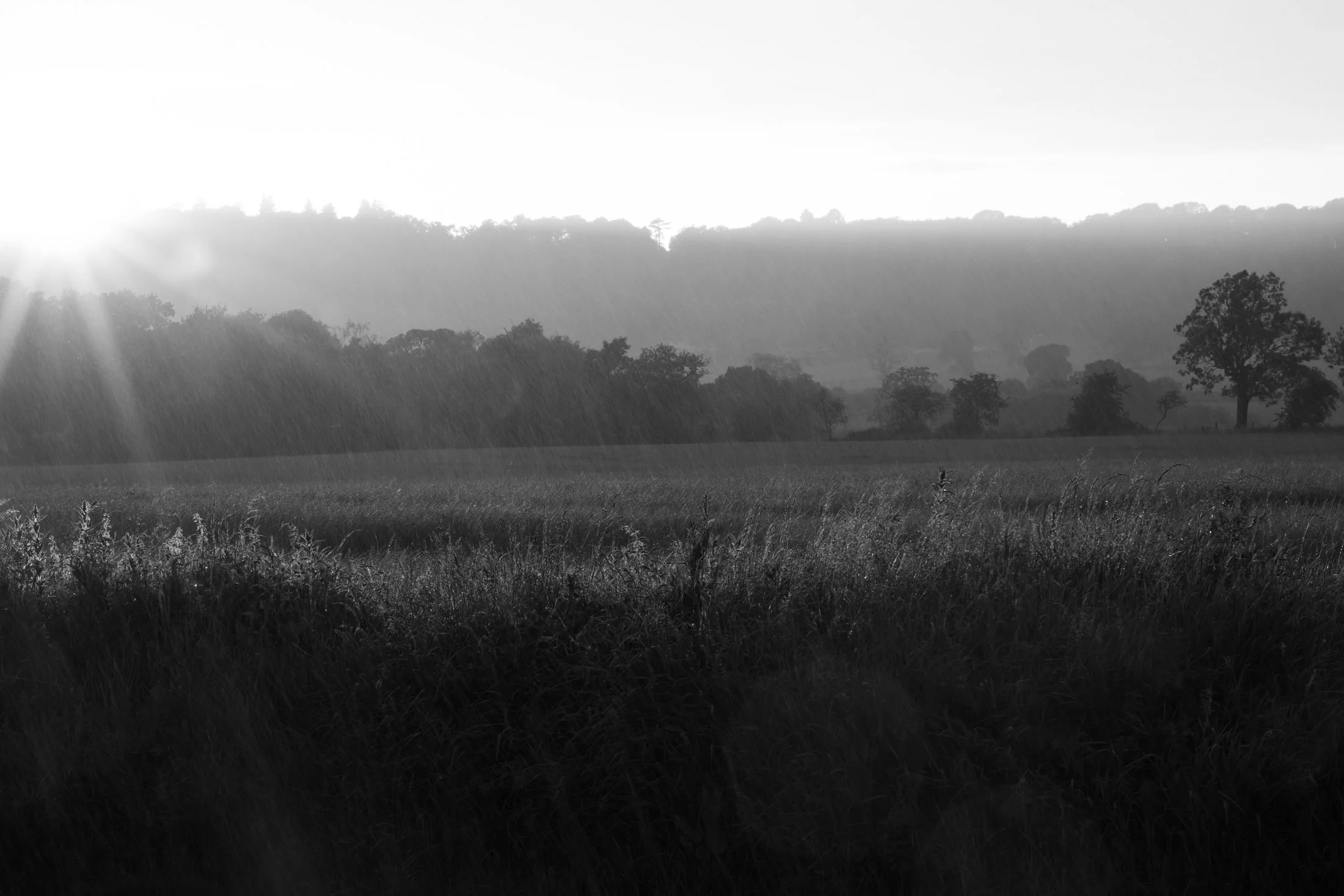 A black and white landscape scene featuring a grassy field, scattered trees, and distant hills under a bright sky with the sun shining from the left.