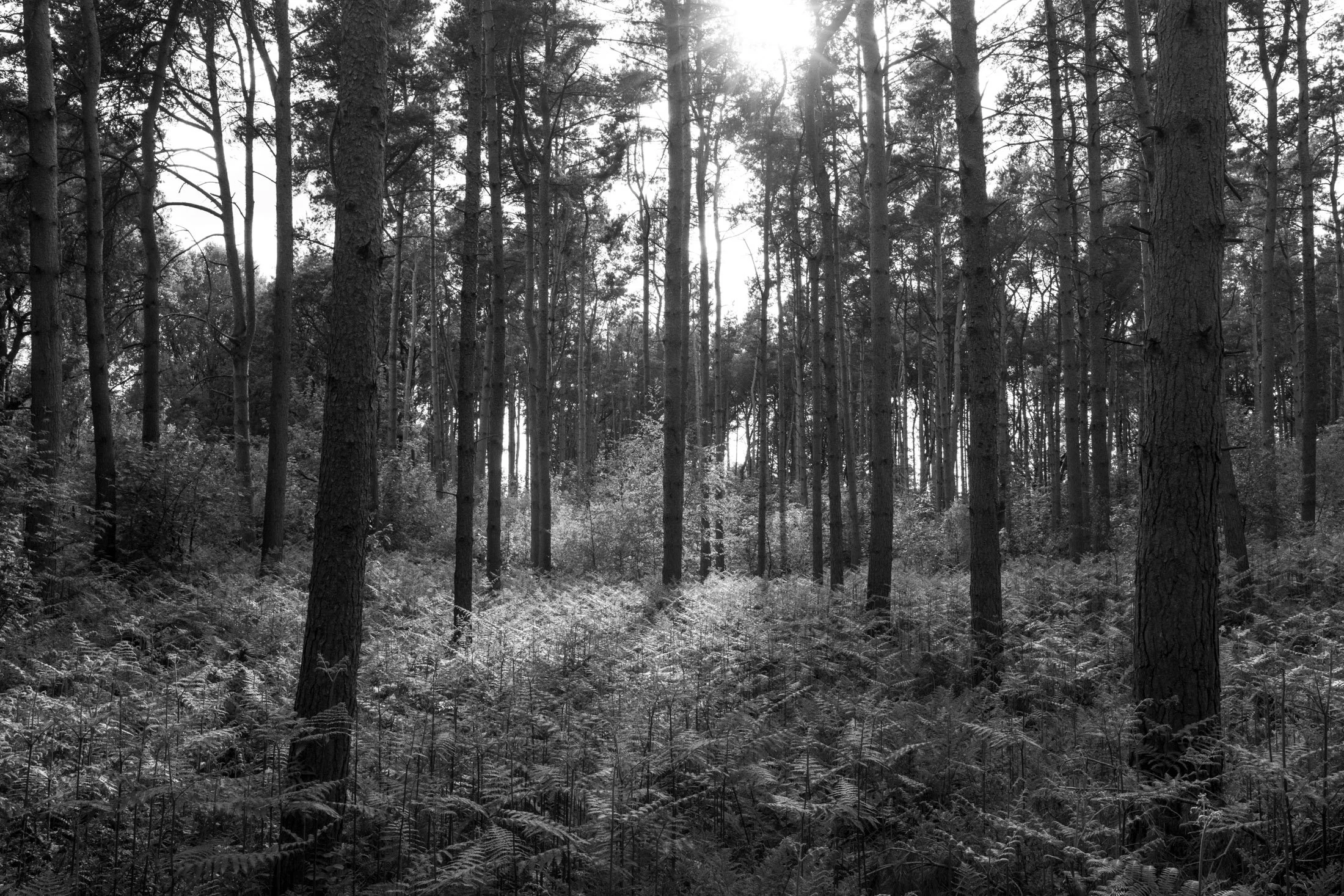 Black and white photo of a dense forest with tall trees and ferns covering the forest floor.
