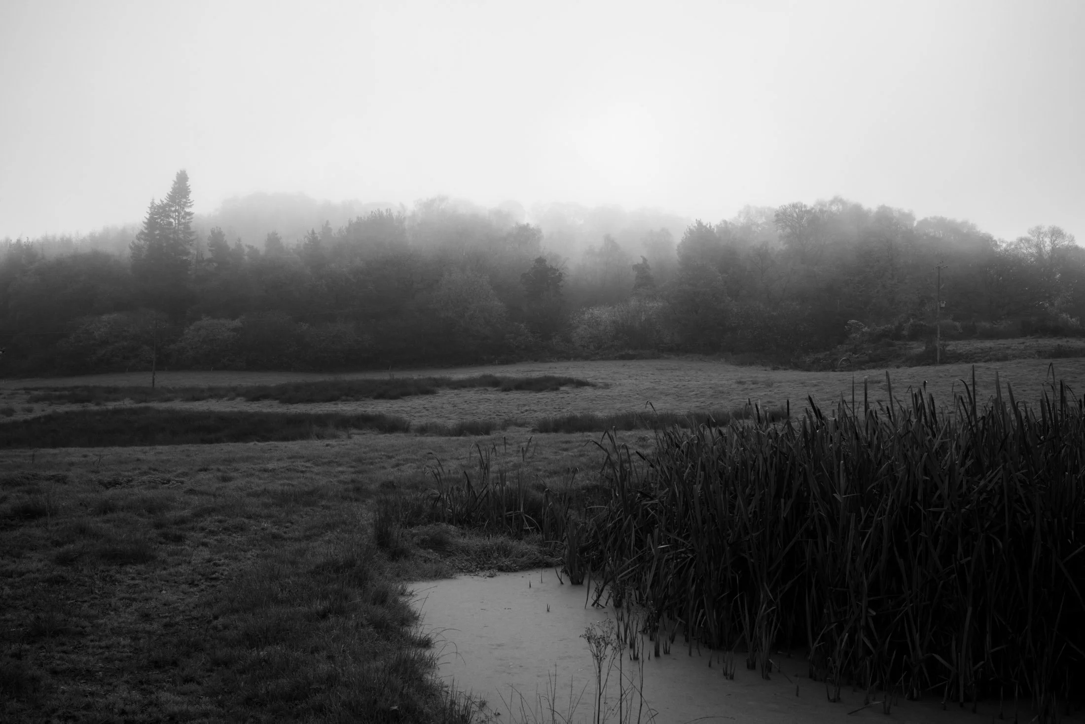 A black and white foggy landscape with trees, reeds, and a small waterway.