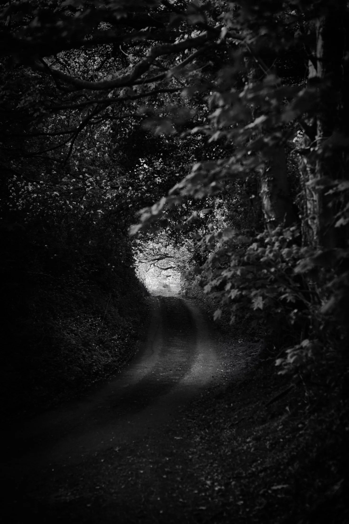 A dark, narrow dirt path through a dense forest with overhanging branches, fading into a lighter, illuminated area ahead.