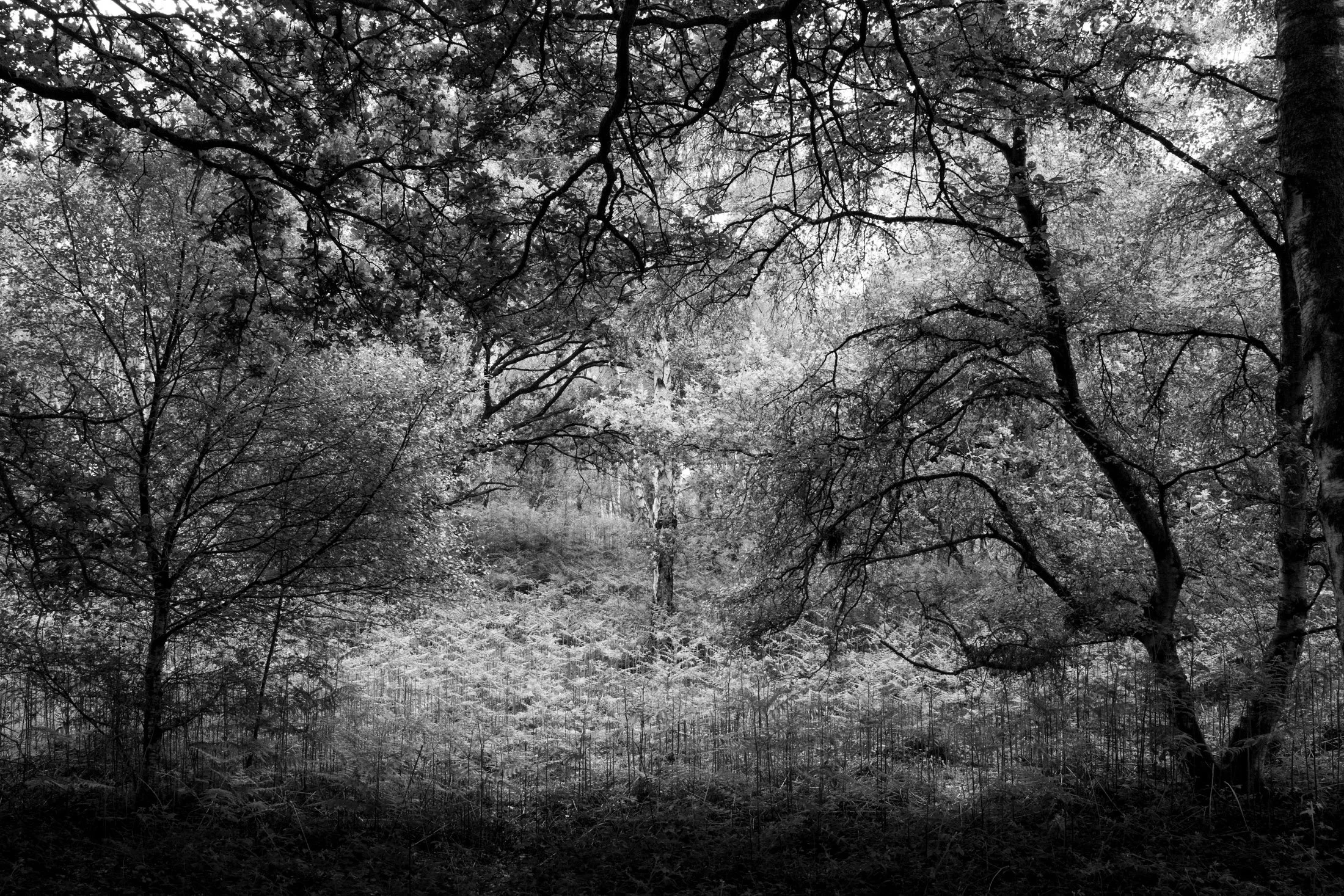 A black and white photograph of a dense forest with tall trees and intertwined branches.