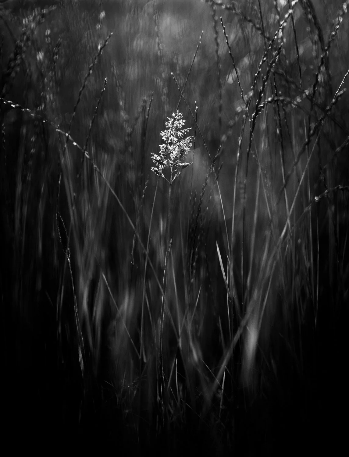 Close-up black and white photo of a tall, single grass or plant with delicate leaves, standing out among blurred, dense grass or field.