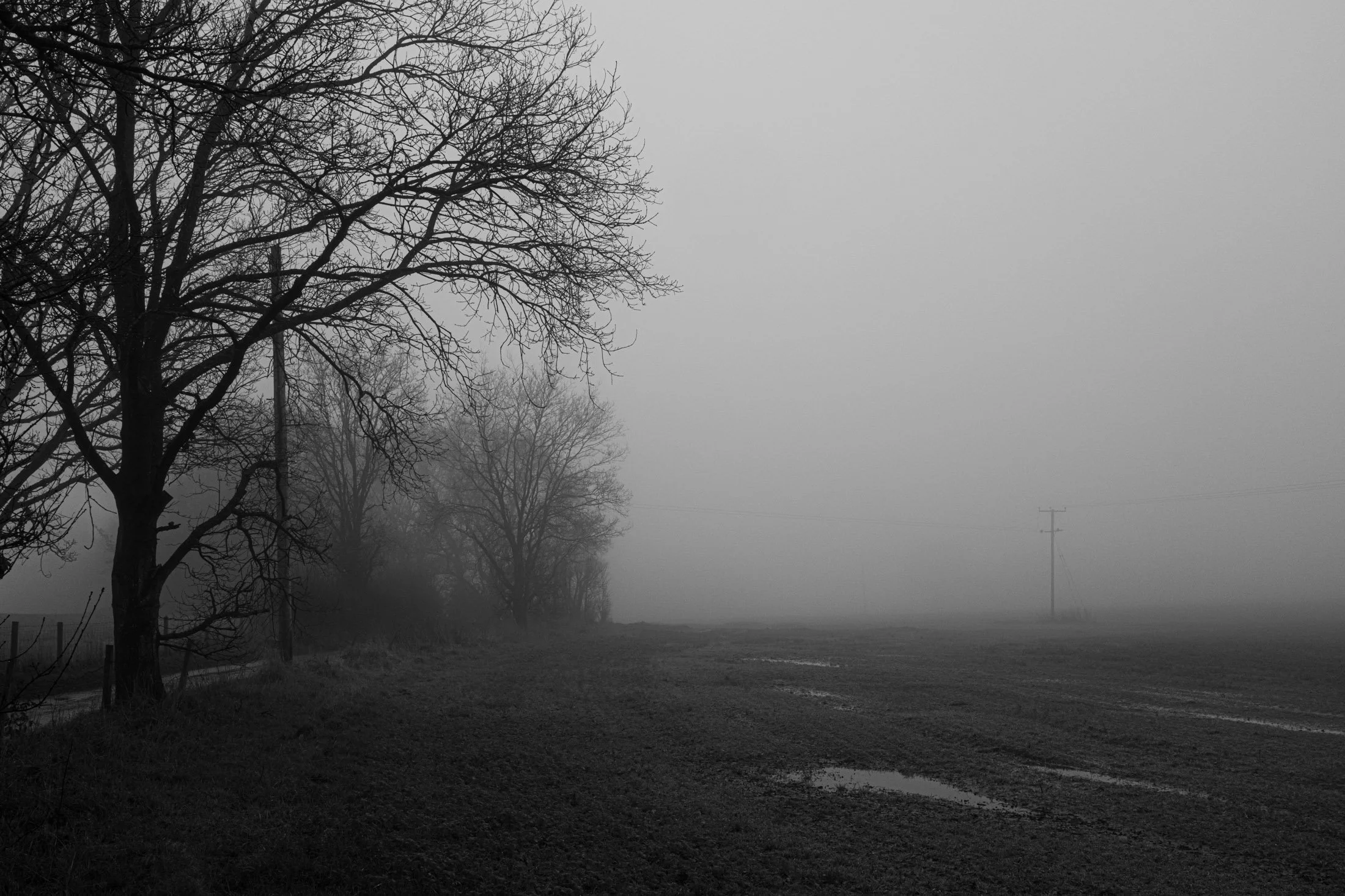 A foggy rural landscape with bare trees along a dirt path and power lines in the distance.