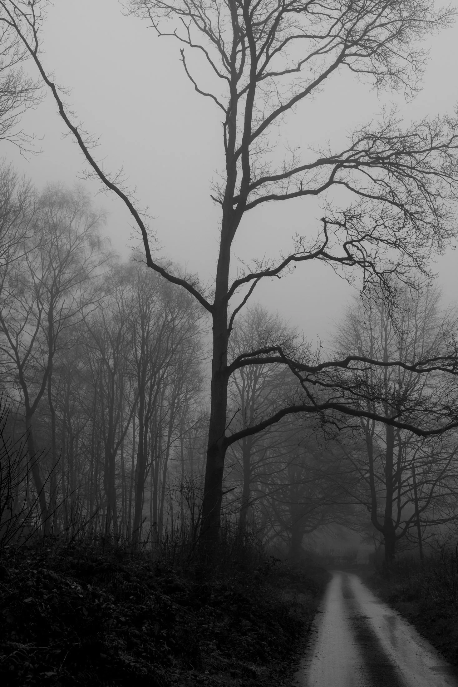 A black and white photo of a winding dirt road through a foggy forest, with tall, leafless trees on either side.