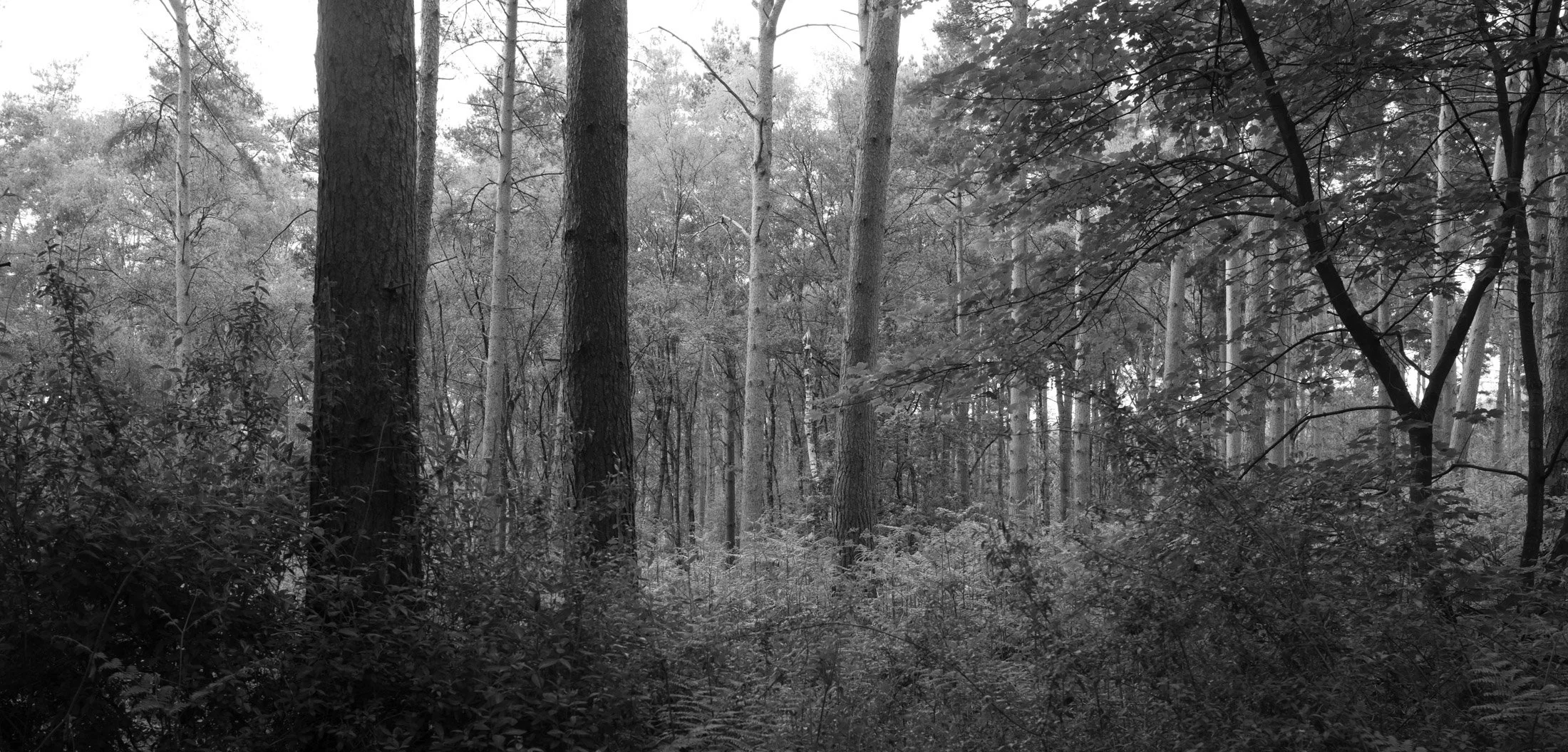 Black and white photo of a dense forest with tall trees and underbrush.