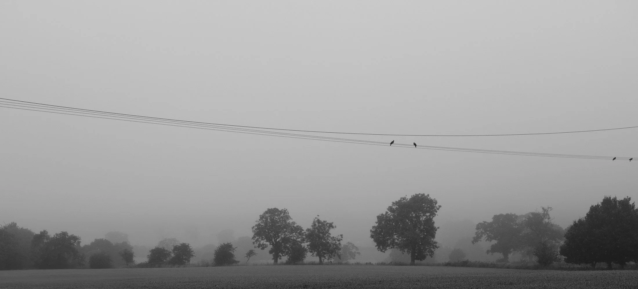 Black and white photo of a foggy landscape with trees in the background, and three birds sitting on power lines.
