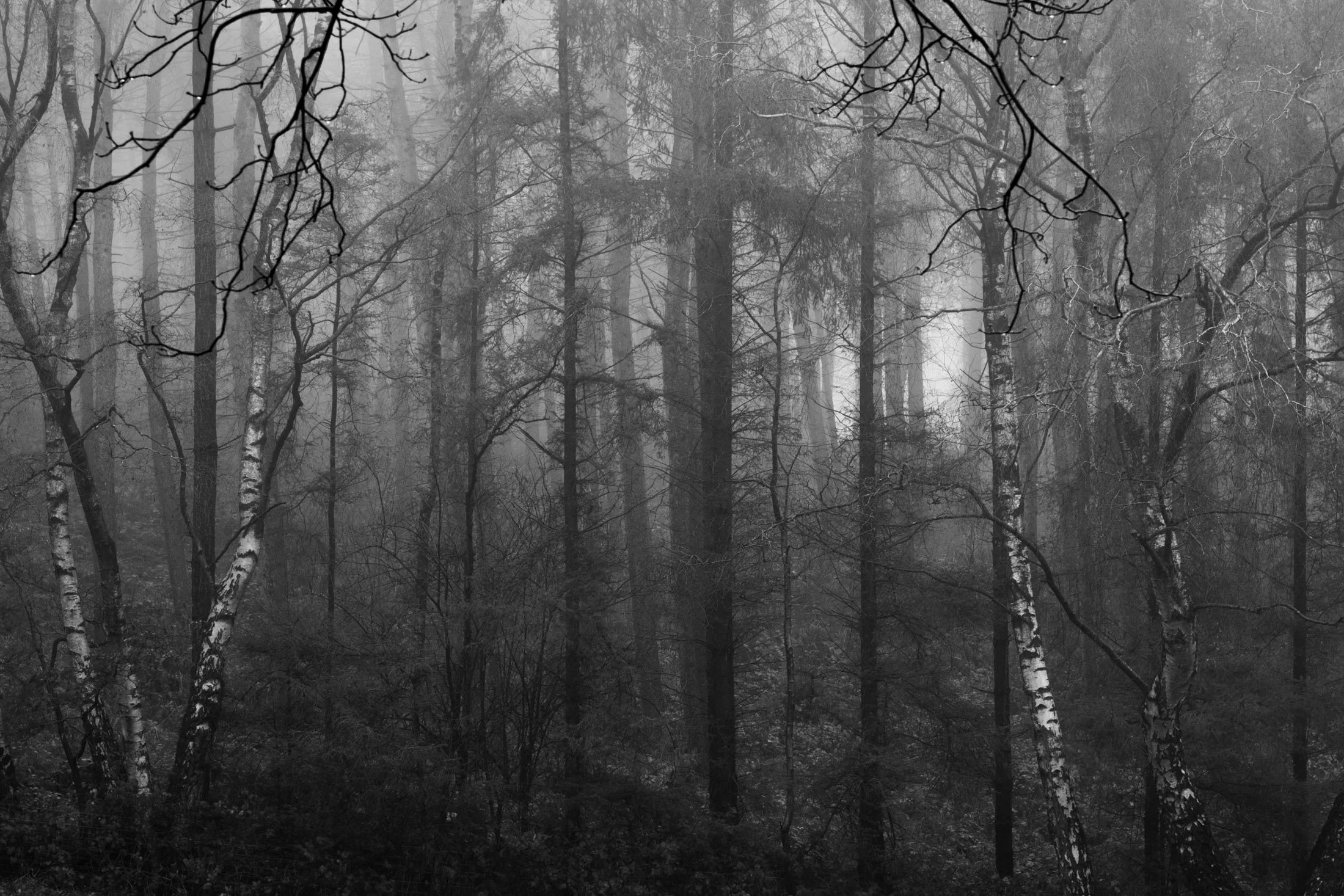 A foggy forest with tall, leafless trees and dense undergrowth, shrouded in mist.