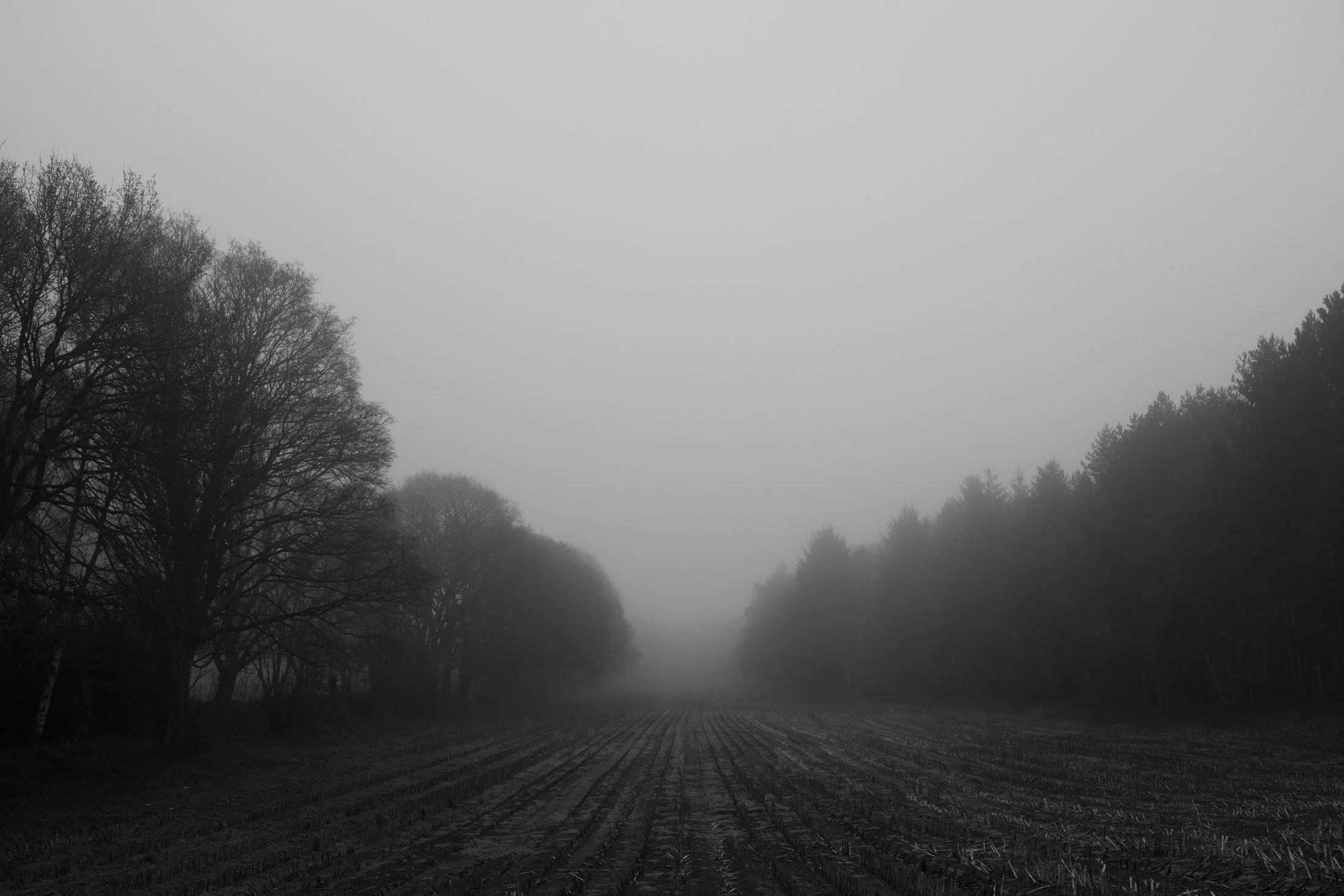Foggy landscape with sparse trees and dark forest, black and white.