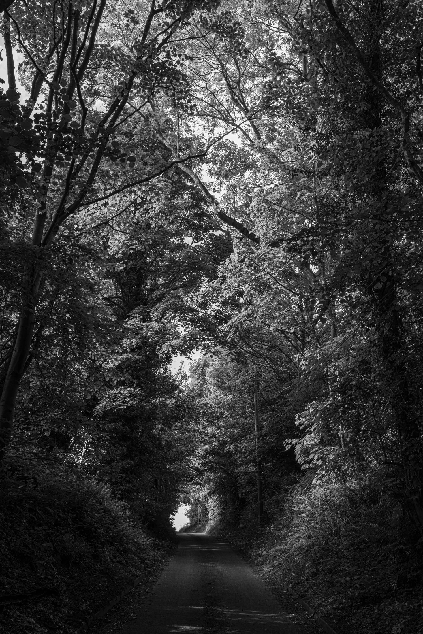 A narrow forest road surrounded by trees with dense foliage, forming an arch overhead.