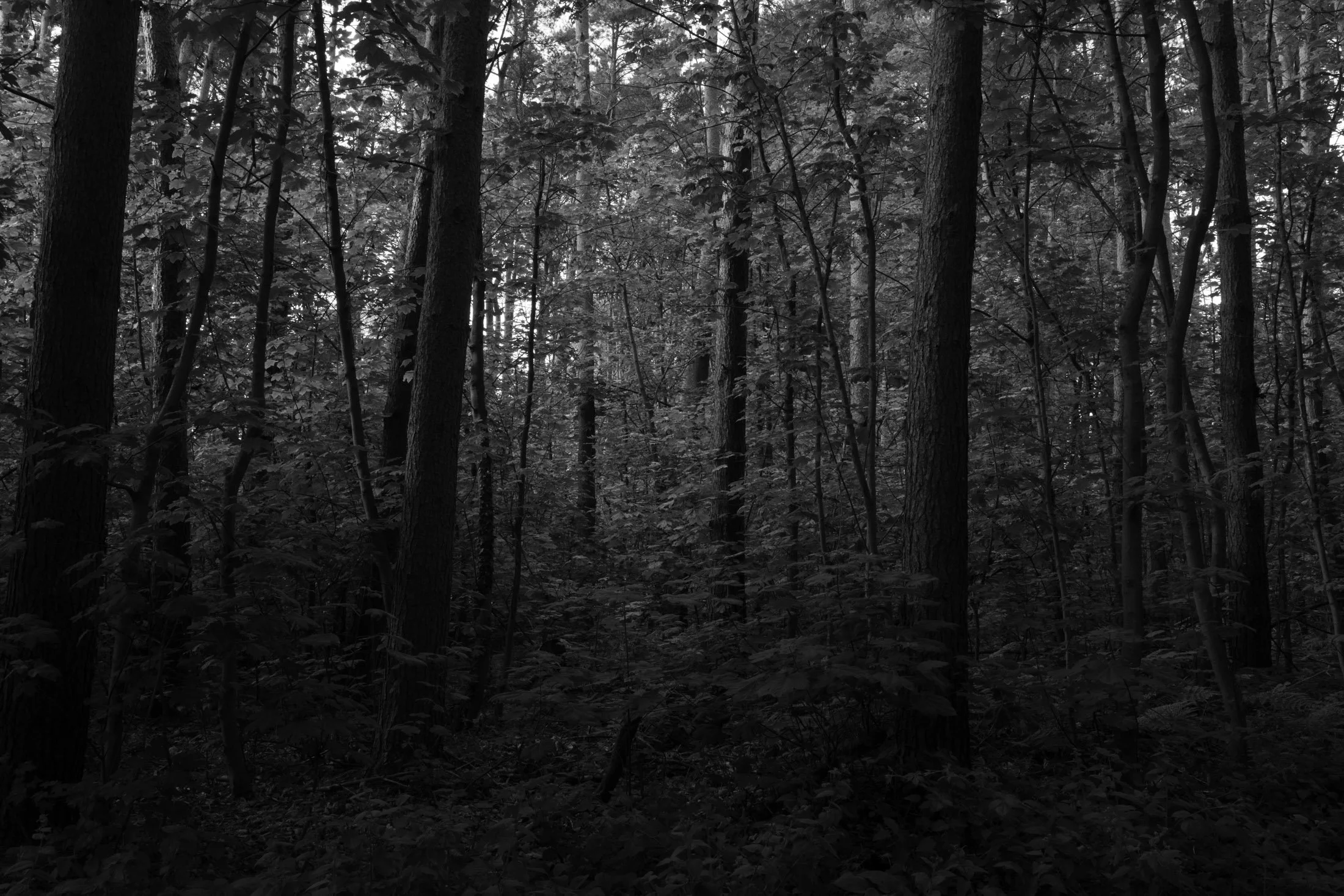 A dense forest scene in black and white with tall trees, thick foliage, and minimal light filtering through the canopy.