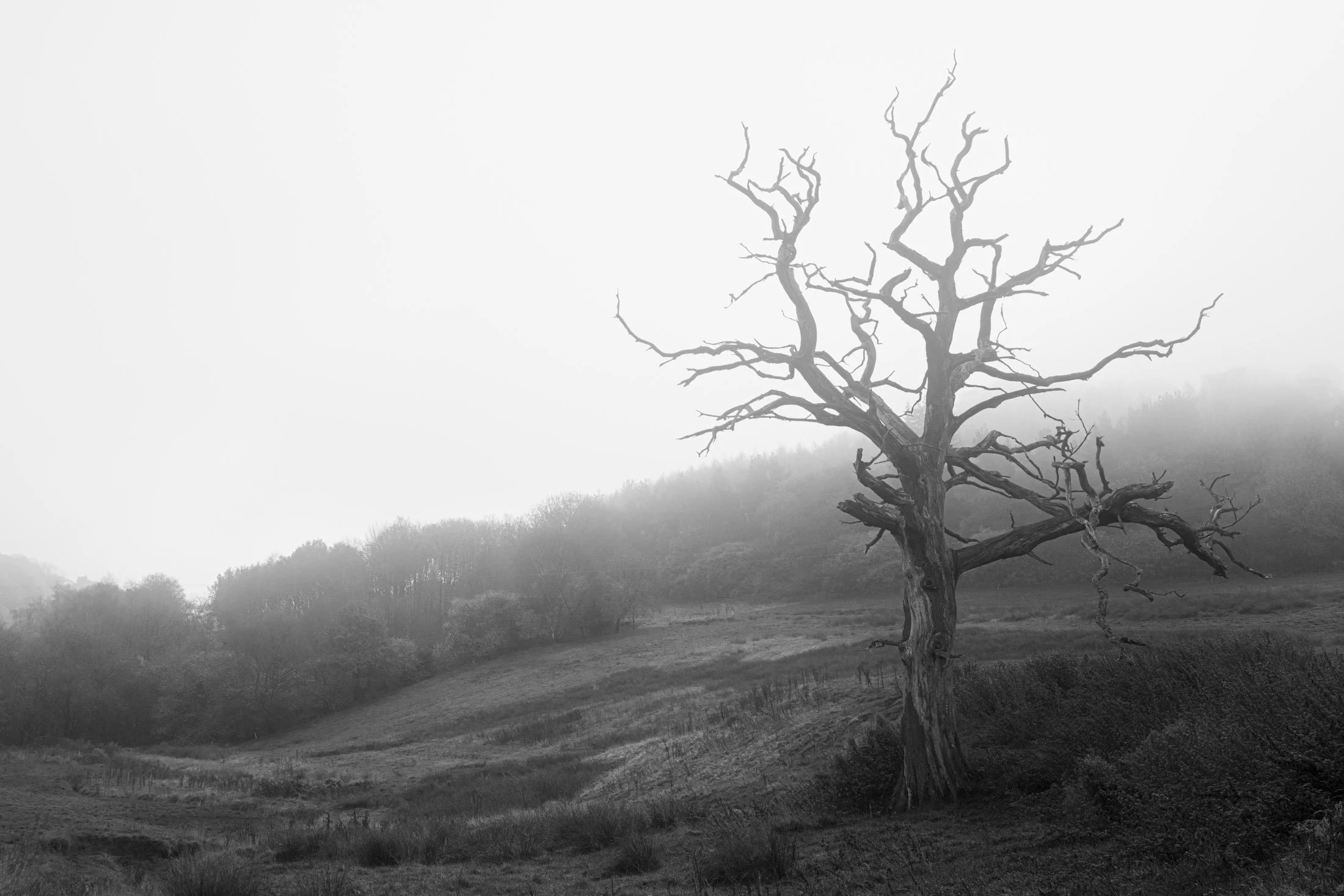 Black and white photo of a leafless, gnarled tree on a hillside with a foggy background of distant trees.