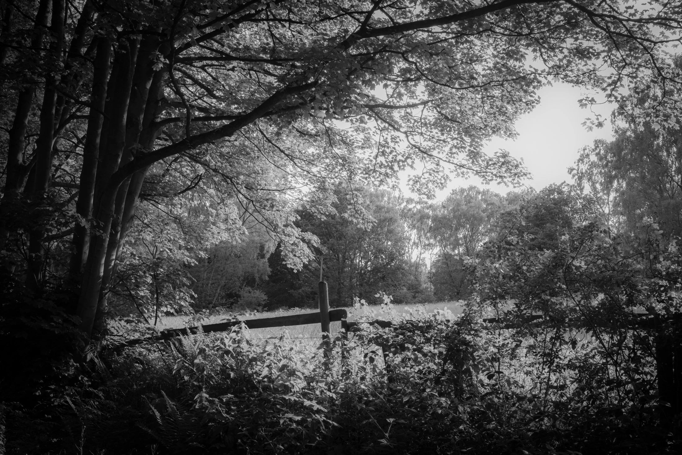 Foggy forest road with bare trees in winter.