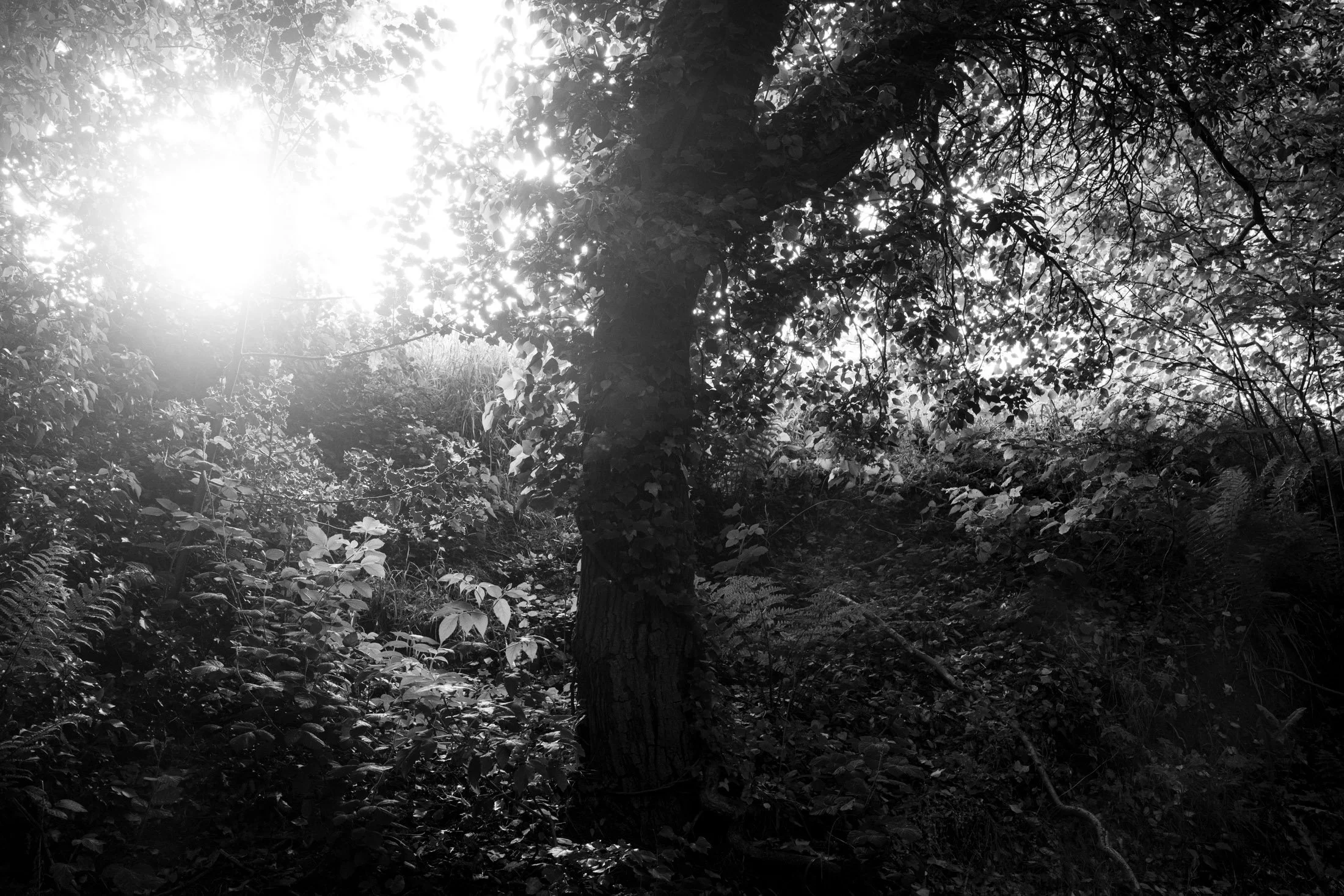 Sunlight shining through a dense forest with a large tree in the foreground, black and white photograph.