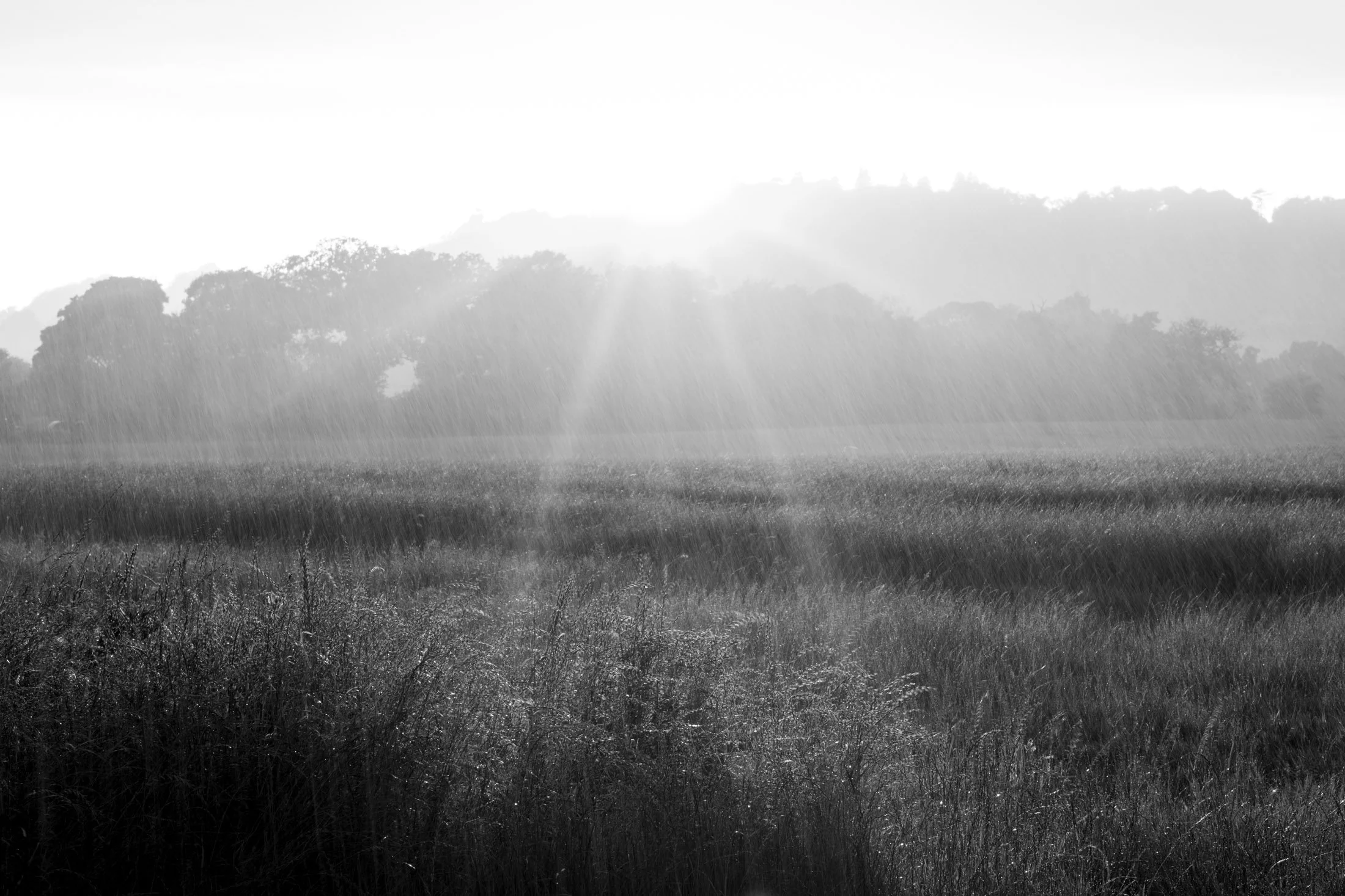 Black and white photo of a grassy field with rain falling, trees in the background, and a hazy sky.