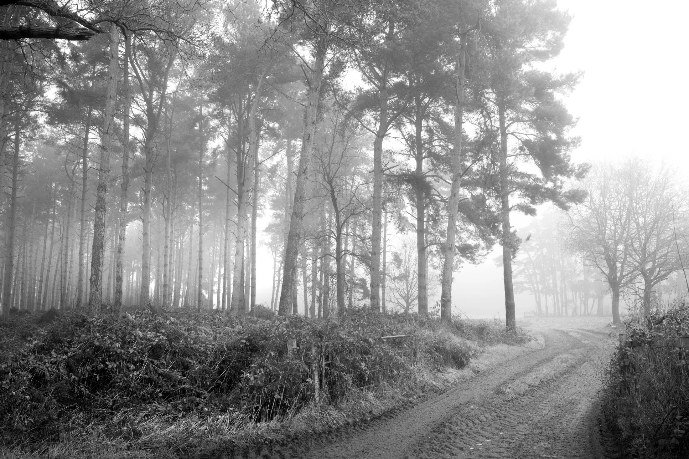 A black and white photo of a forest scene with tall trees and a dirt path winding through the woods, foggy atmosphere.