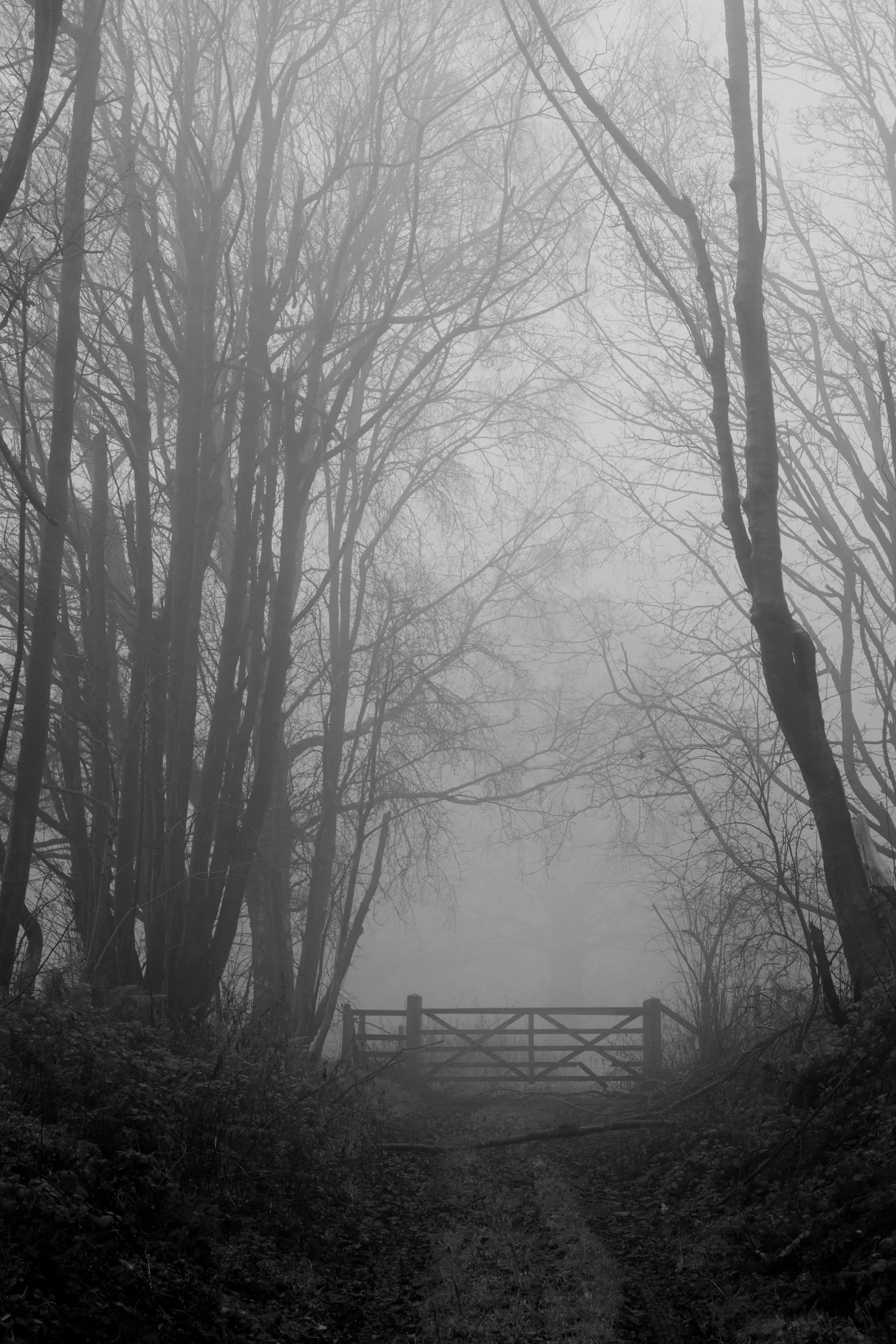 A foggy wooded path with leafless trees and a wooden gate at the end of the trail.
