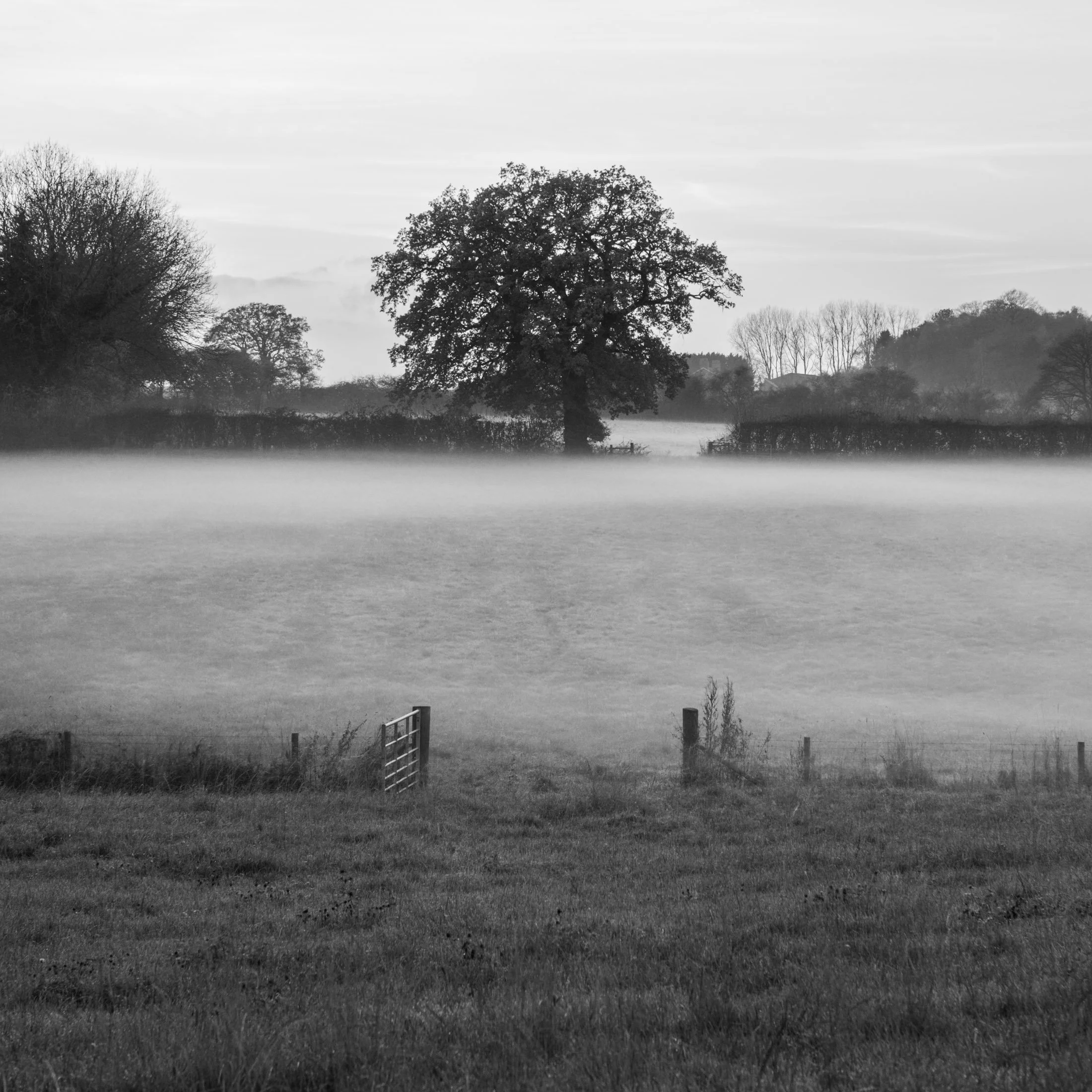 Black and white photo of a rural landscape with a large tree in the background, fog hovering over a field, and a small wooden gate in the foreground.