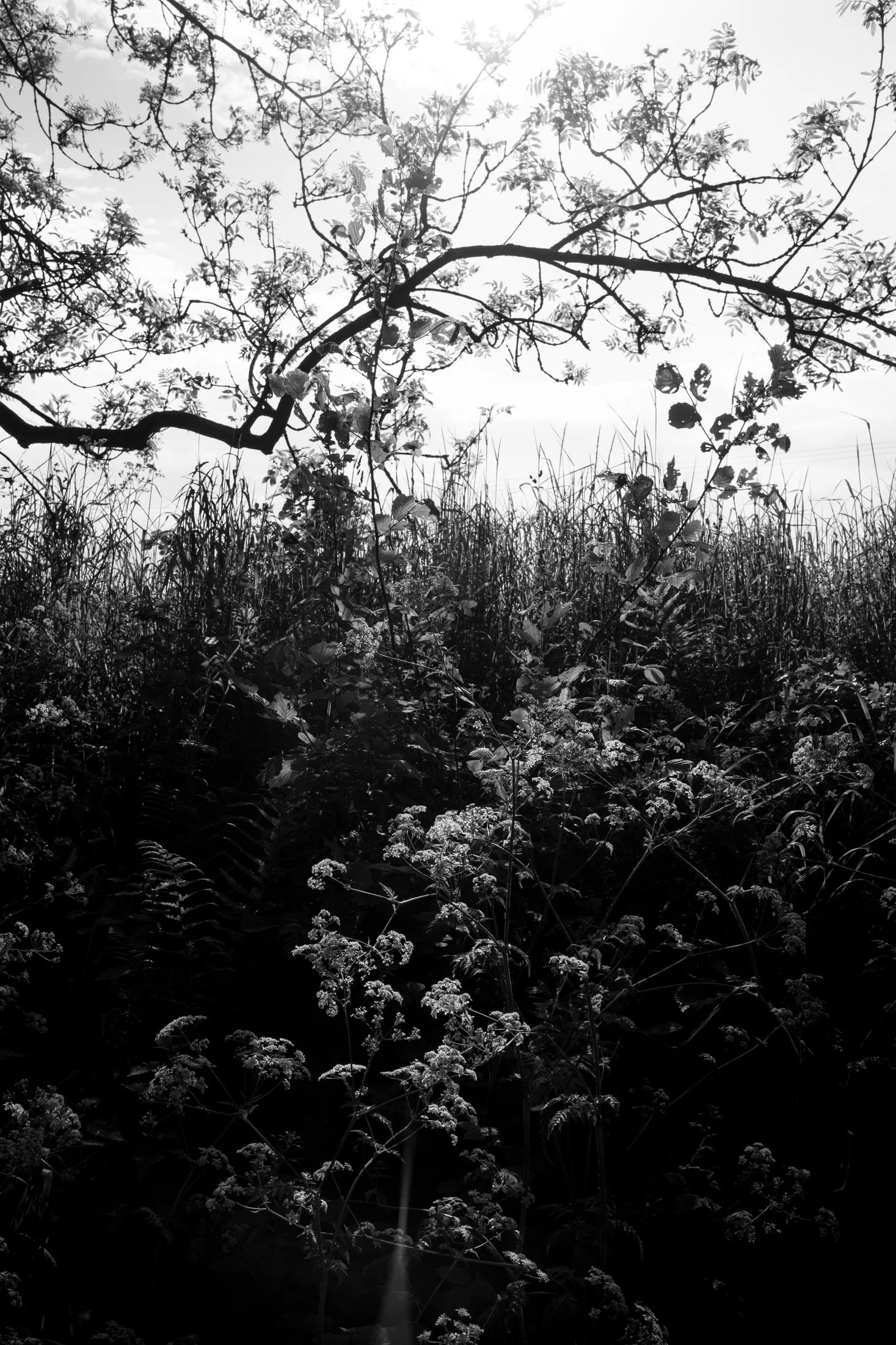 Black and white photo of dense foliage with tall grass, flowering plants, and tree branches against the sky.