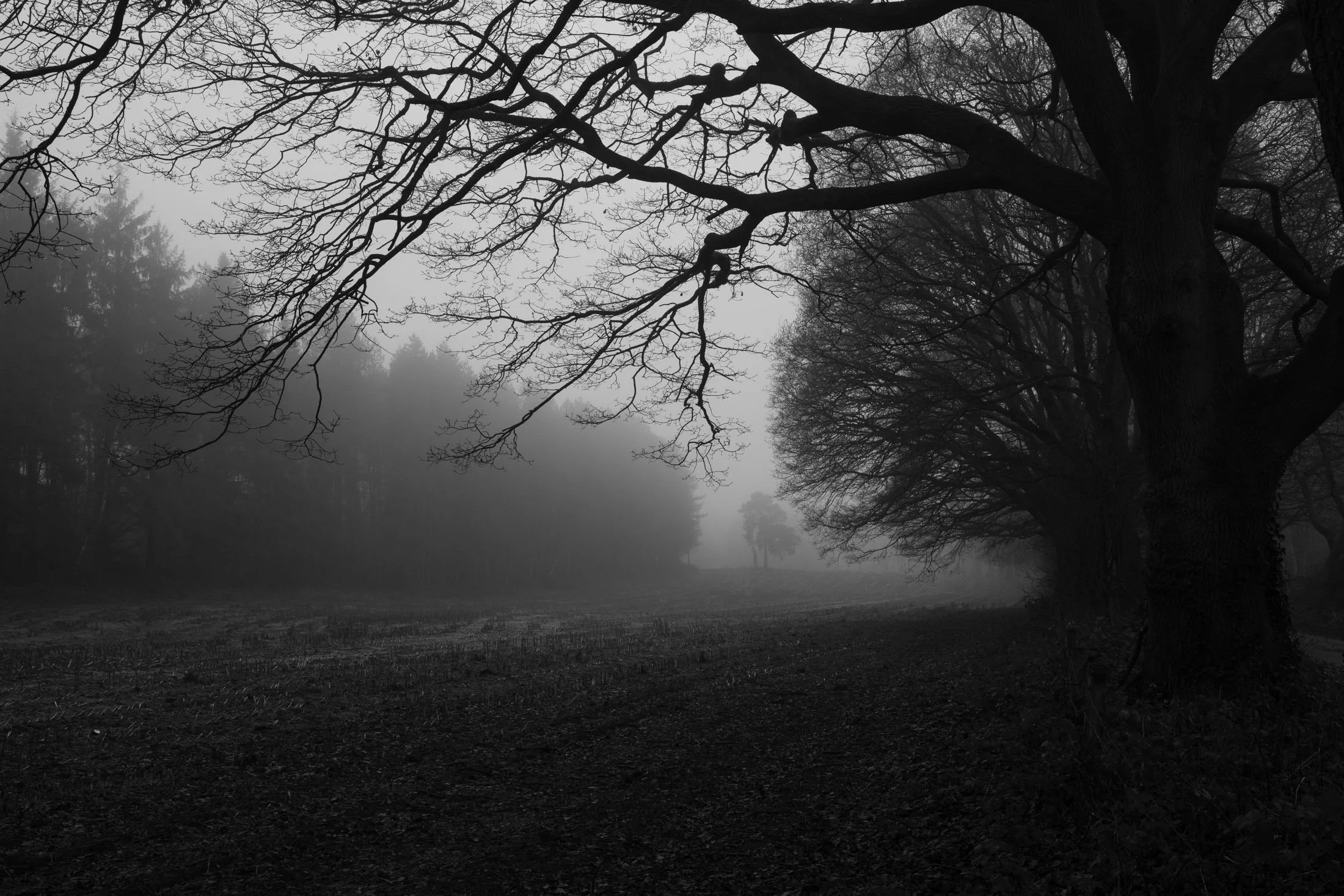 Black and white photo of a foggy forest with large, leafless trees and a dirt path.