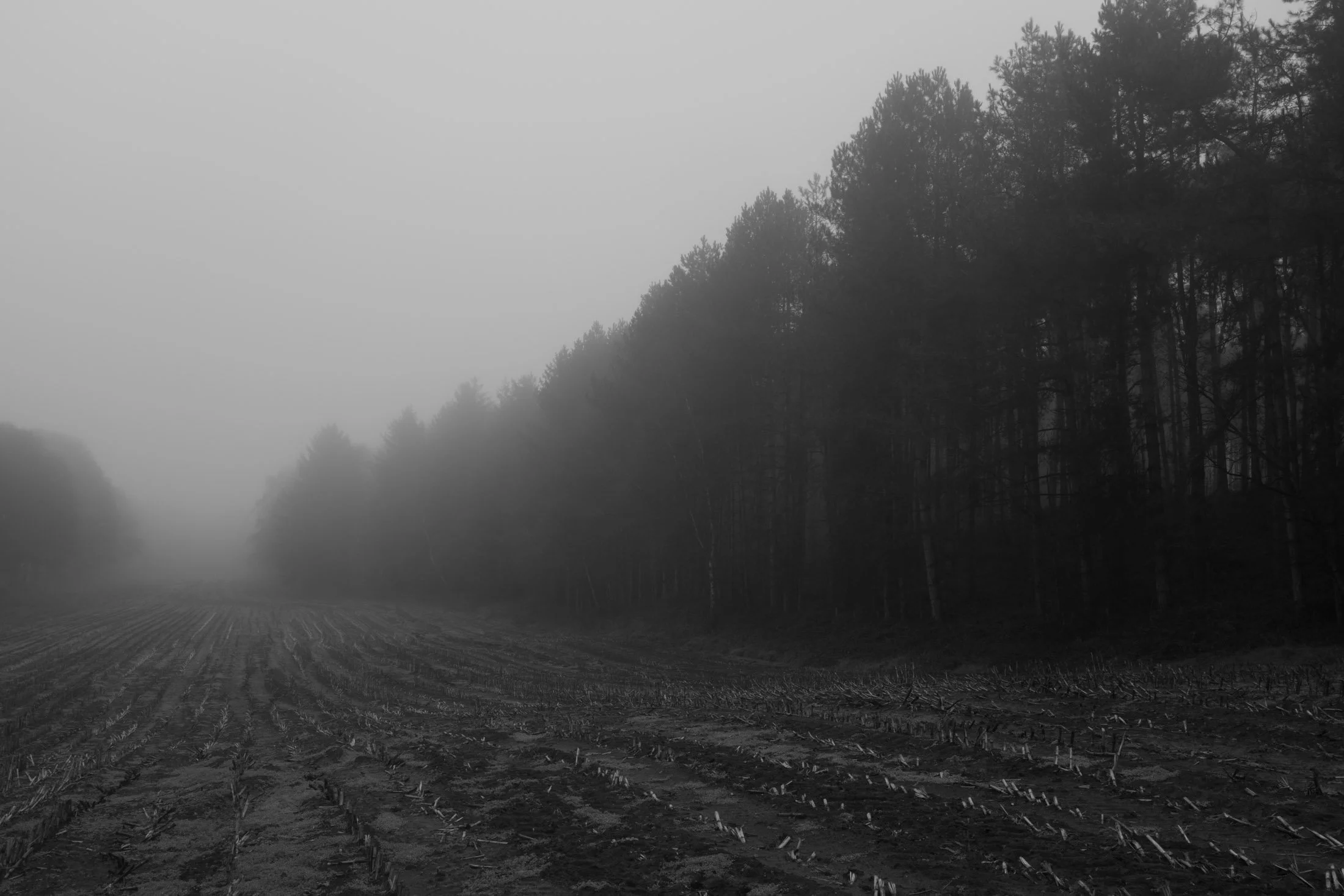 Foggy forest and farmland with rows of crops in black and white.