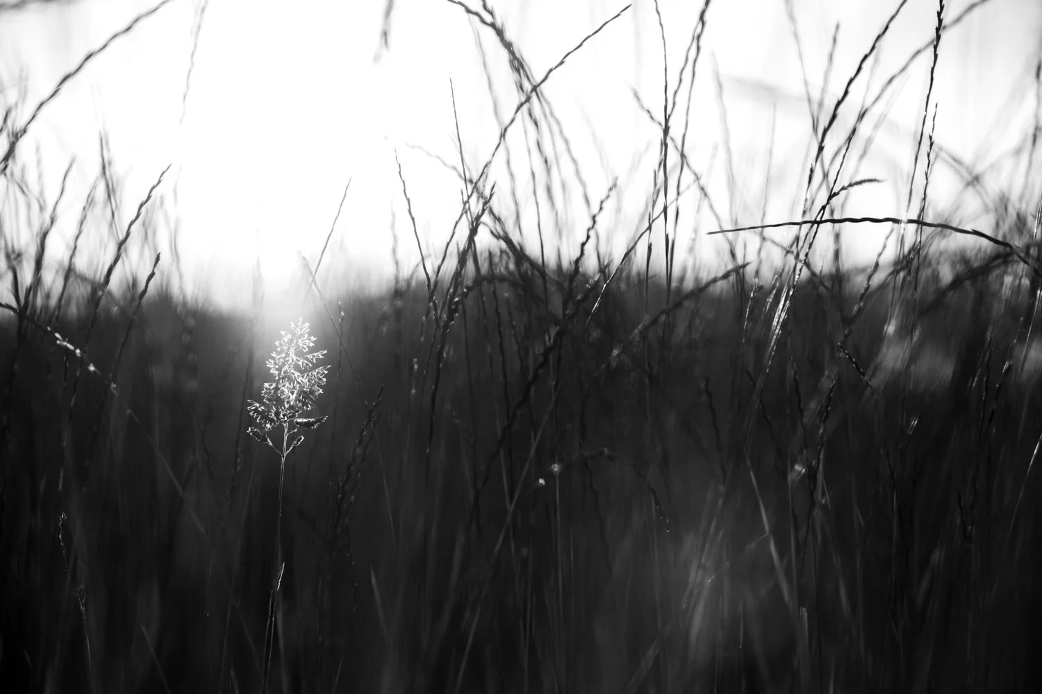 Black and white close-up photo of tall grass and a single small plant with sunlight in the background.