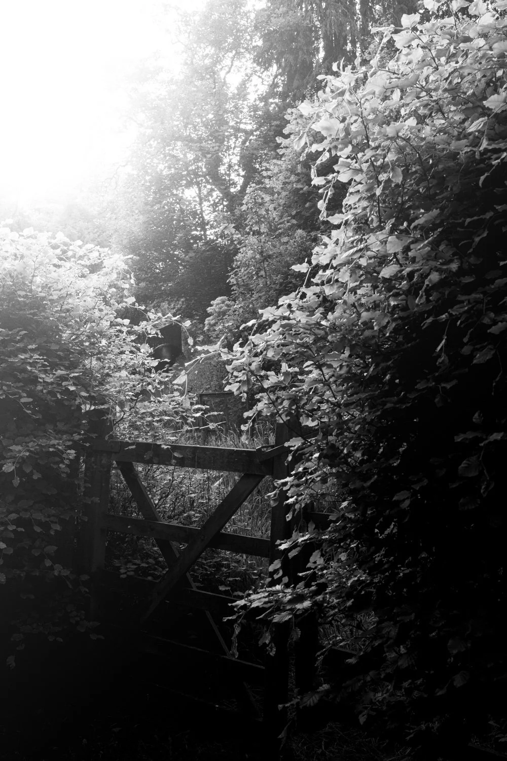 A black and white photograph of a lush, wooded area with dense foliage and a small wooden footbridge. Sunlight filters through the trees, creating a bright glow in the top left corner.