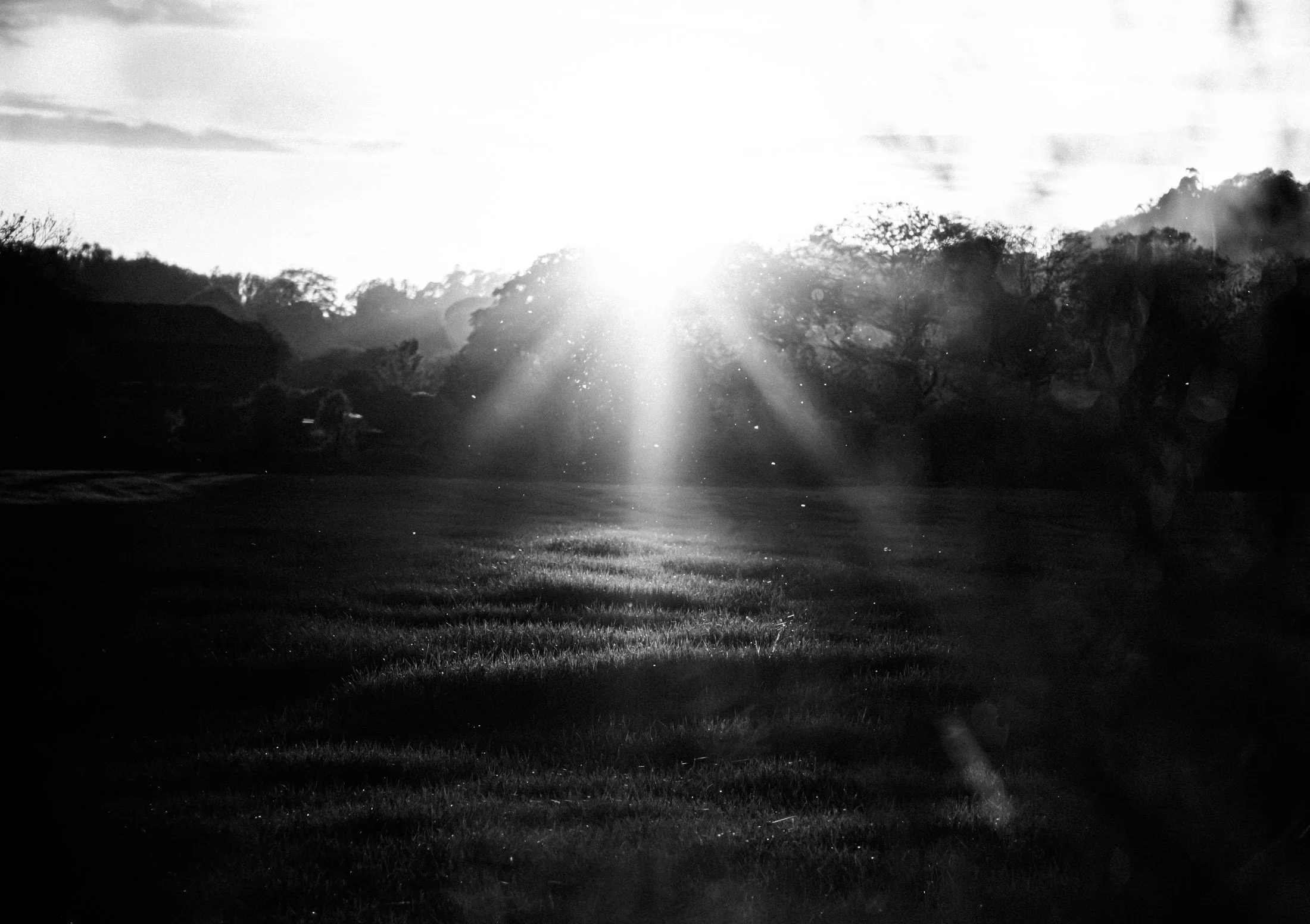 Sunlight shining over a grassy field with trees in the background, black and white photography.